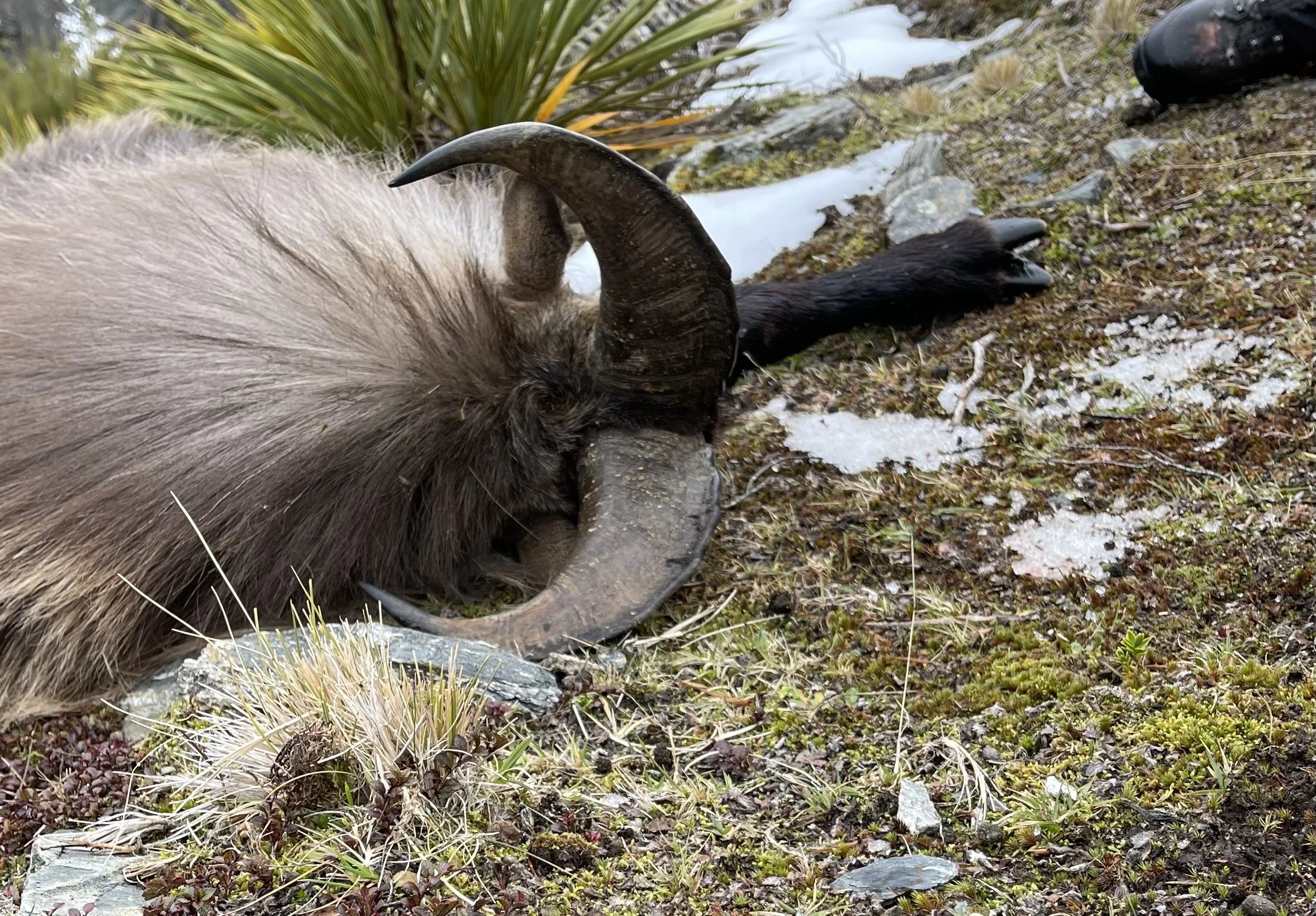 Close-up of a dead mountain goat with large curved horns lying on rocky ground with patches of snow and sparse vegetation