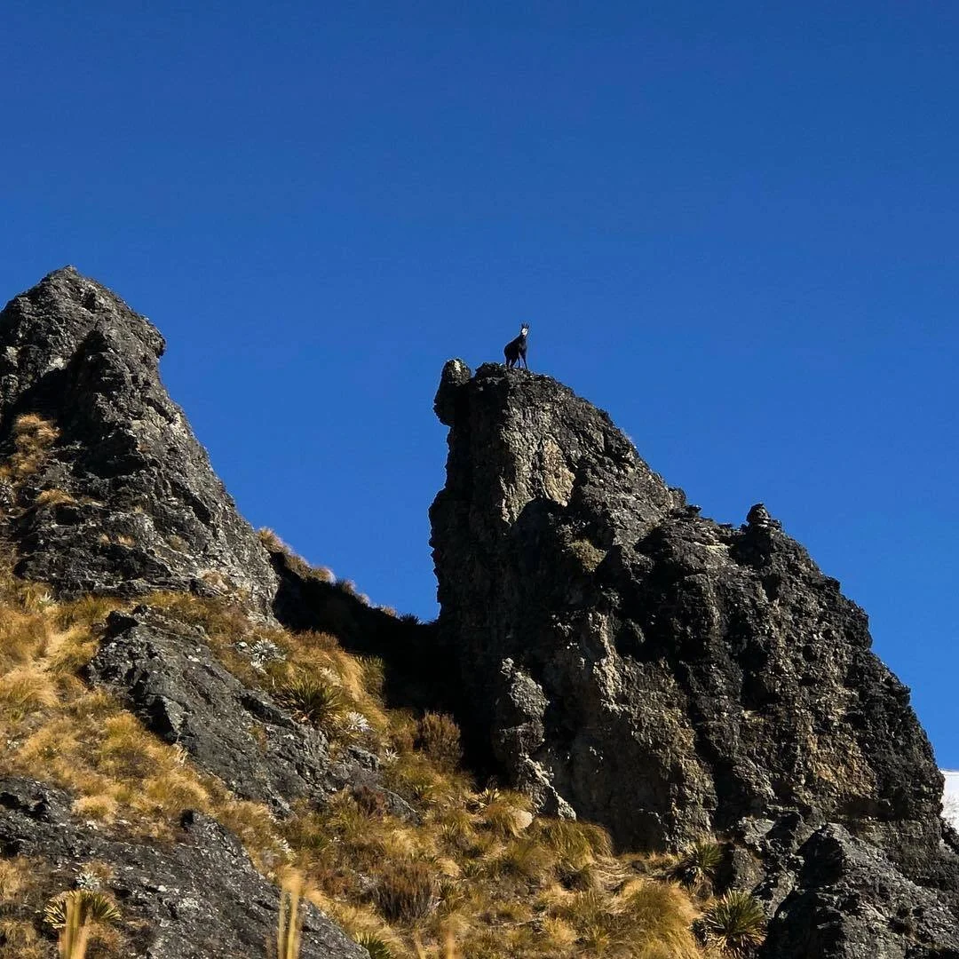A mountain goat standing on a pointed rocky peak against a clear blue sky.