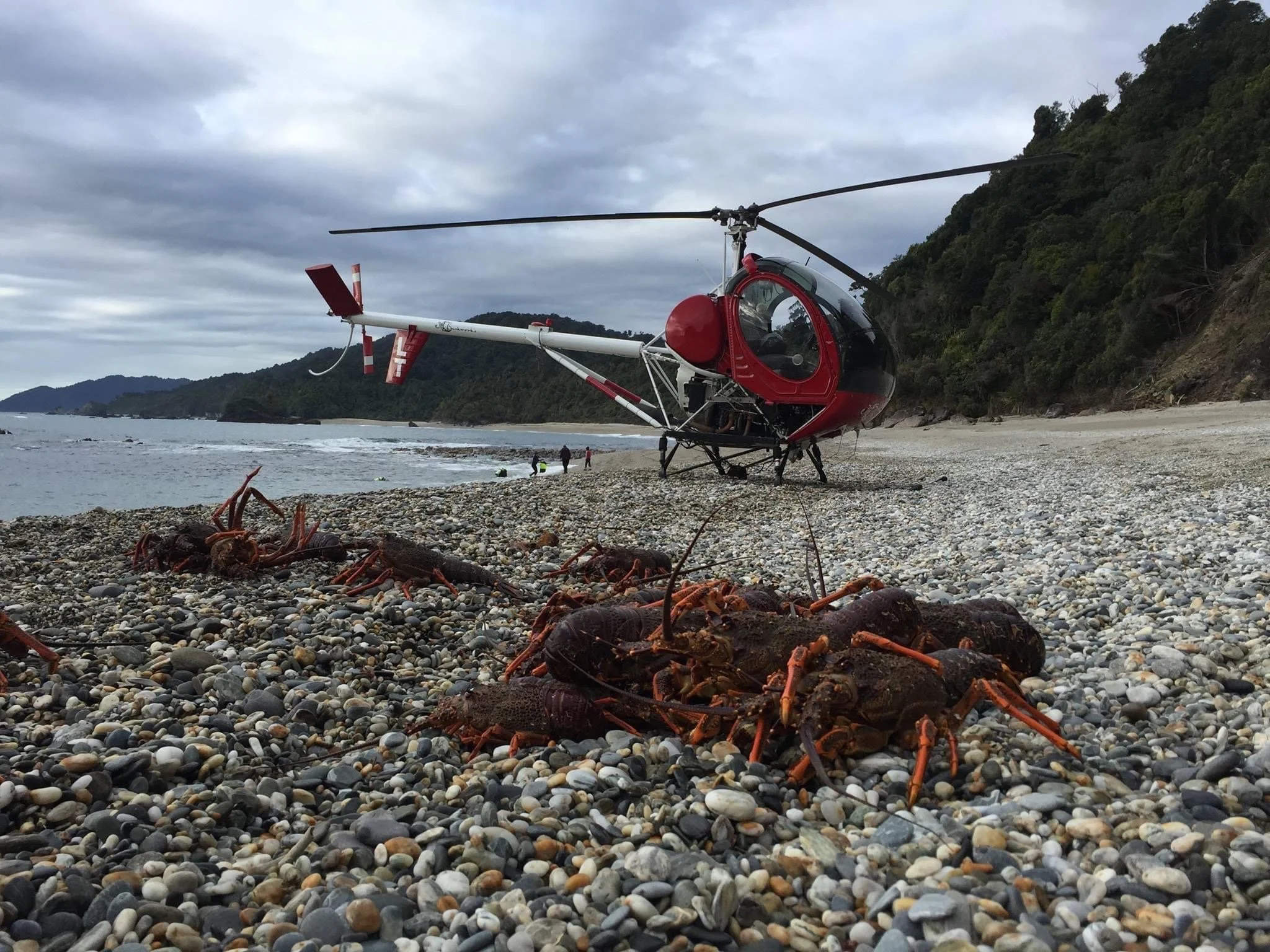 A red and black helicopter on a pebble-covered beach with a group of people and a crayfish in the foreground. west coast NZ, 