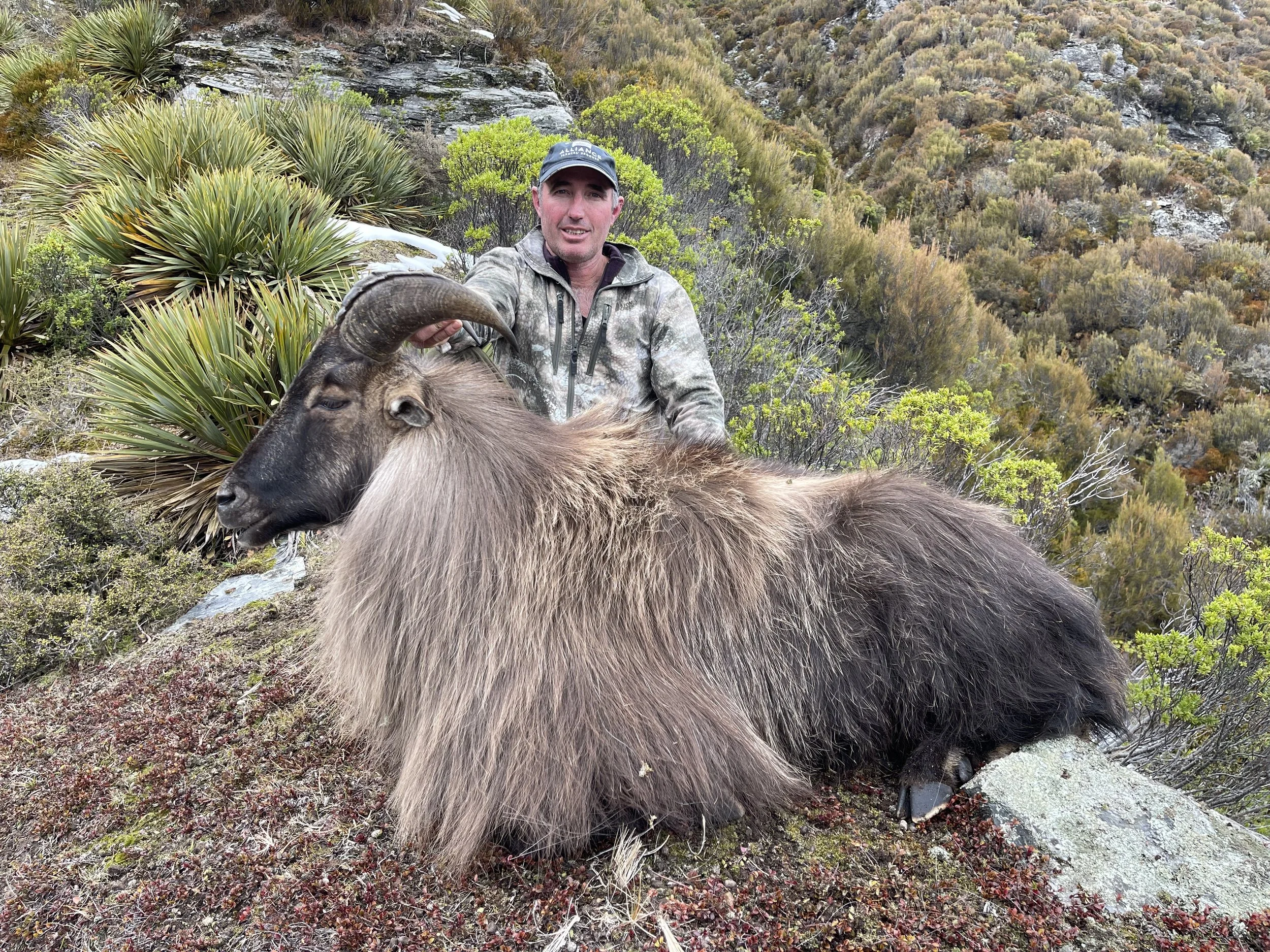 A man kneeling on rocky terrain in a mountainous area with shrubs and bushes, holding the horns of a large mountain tahr, which is lying on the ground with thick fur and curved horns.