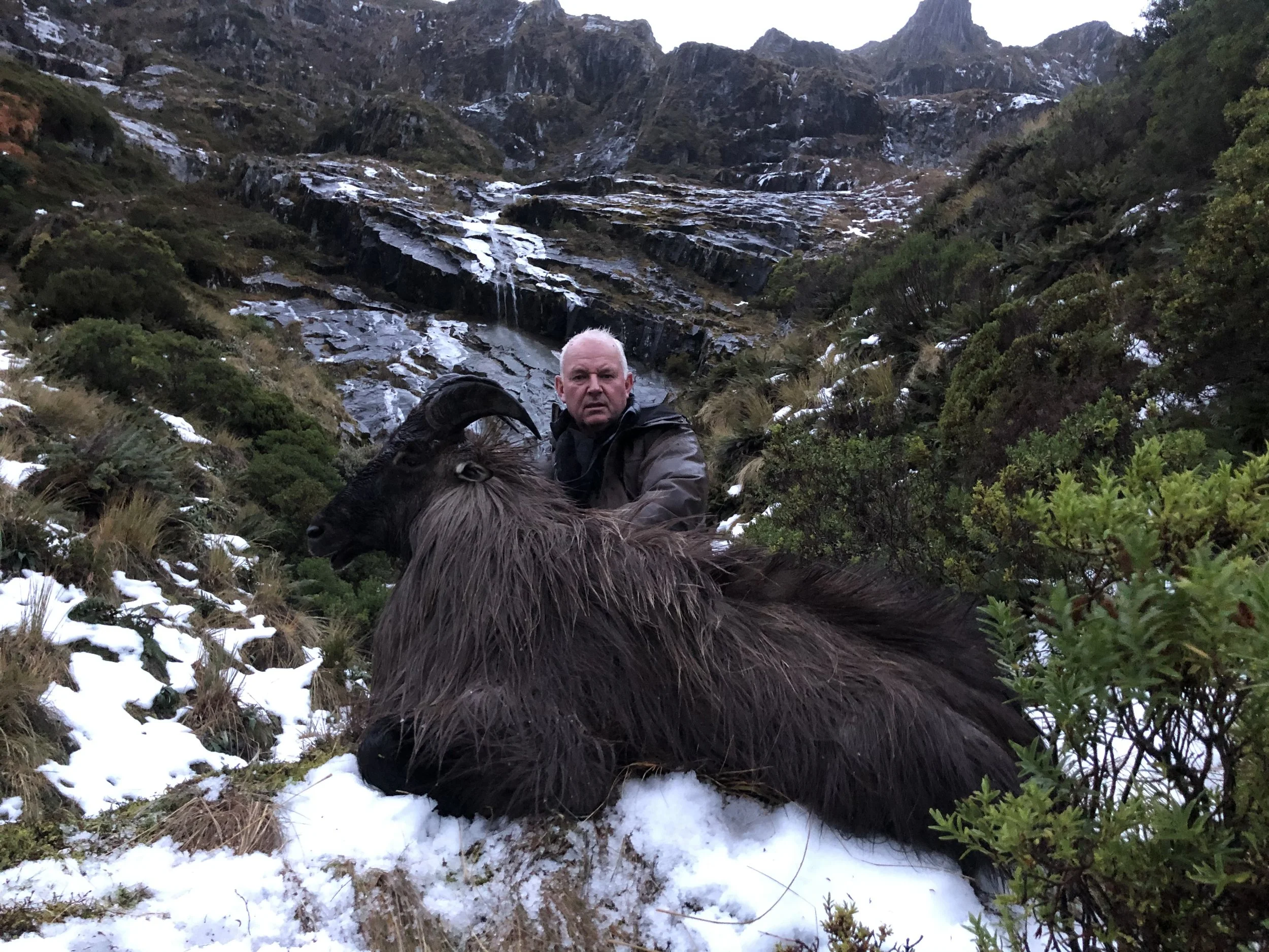 A man in outdoor clothing is kneeling behind a large, deceased mountain goat with curved horns, in a mountainous area with snow, rocks, green bushes, and waterfalls.