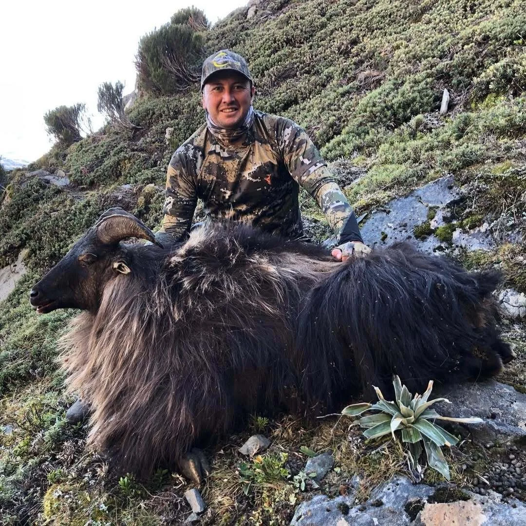 Man in camouflage clothing kneeling on rocky hillside, holding the horns of a large dead mountain goat with long fur.