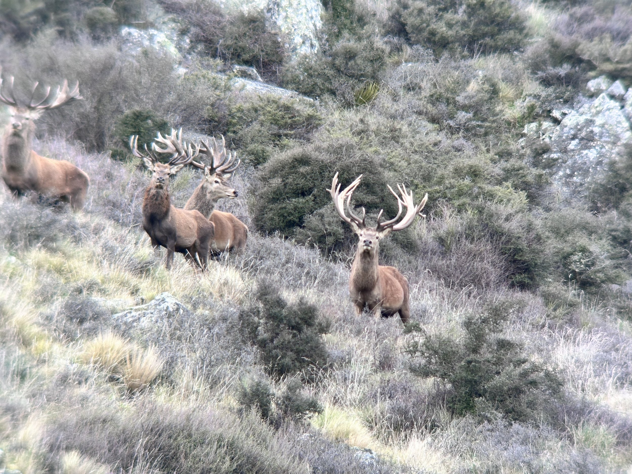 Group of Stag standing on a grassy hillside with bushes and rocks in the background.