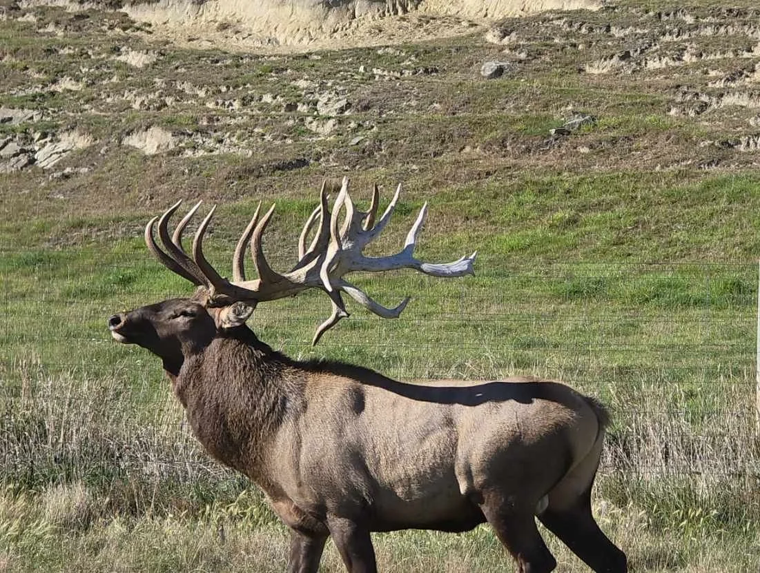 A deer with elk, symmetrical antlers standing in a grassy field.
