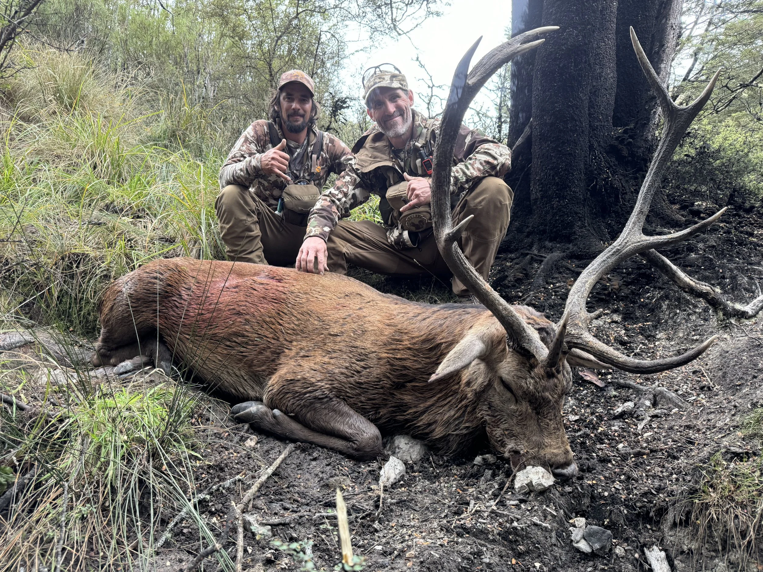 Two hunters posing next to a large, downed wild stag with large antlers in a forested area.