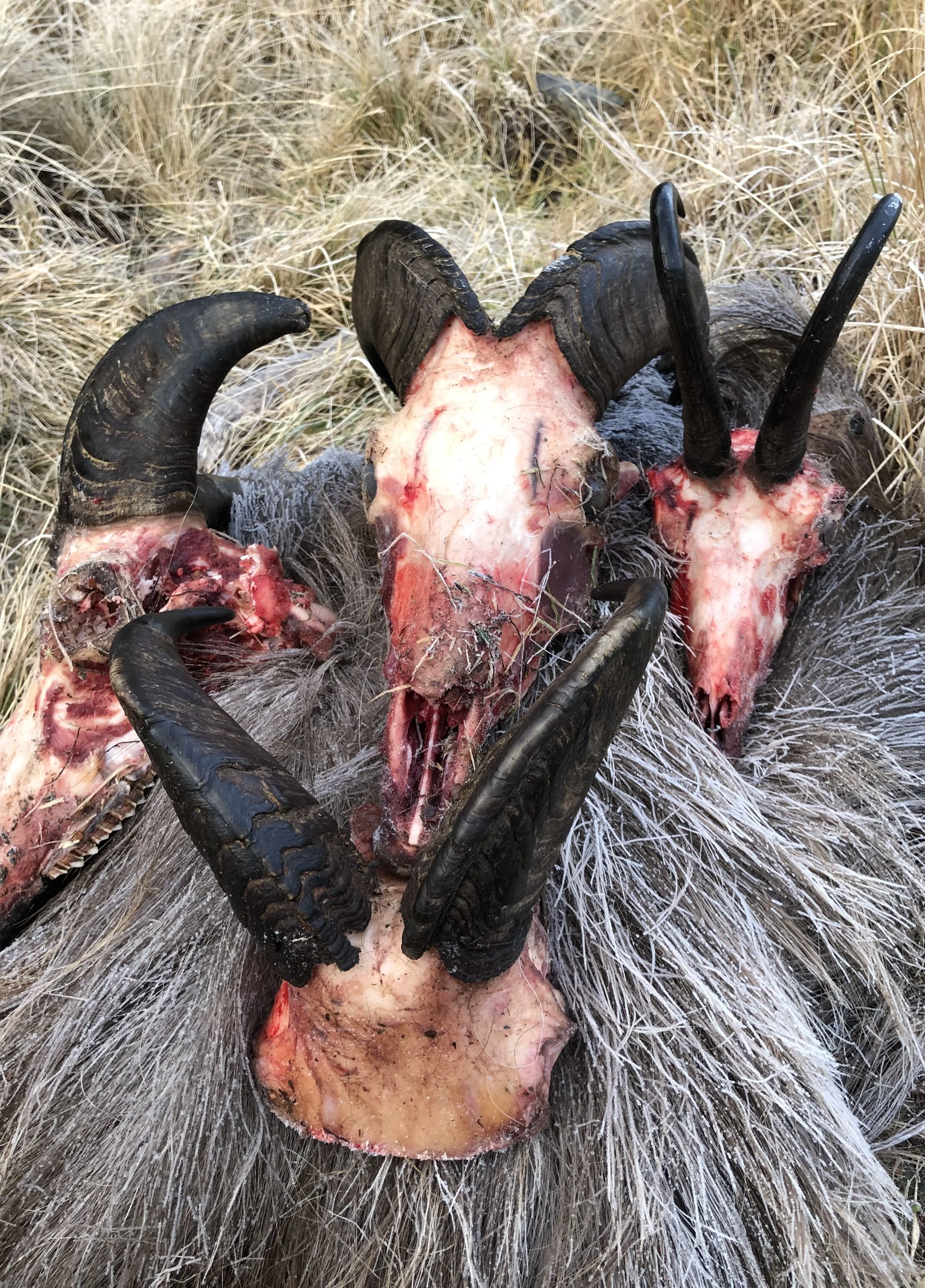 A close-up of the head of a slain animal with antlers and shaggy fur, lying on grass.