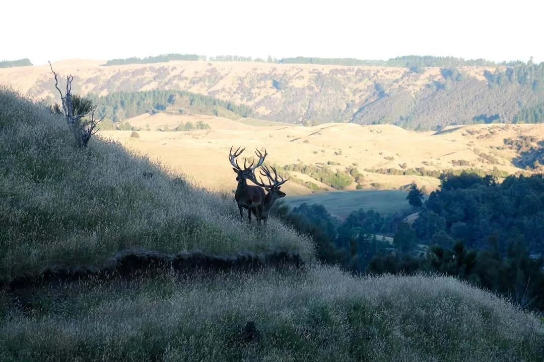 Two deer standing on grassy hillside overlooking a valley with rolling hills in the background.