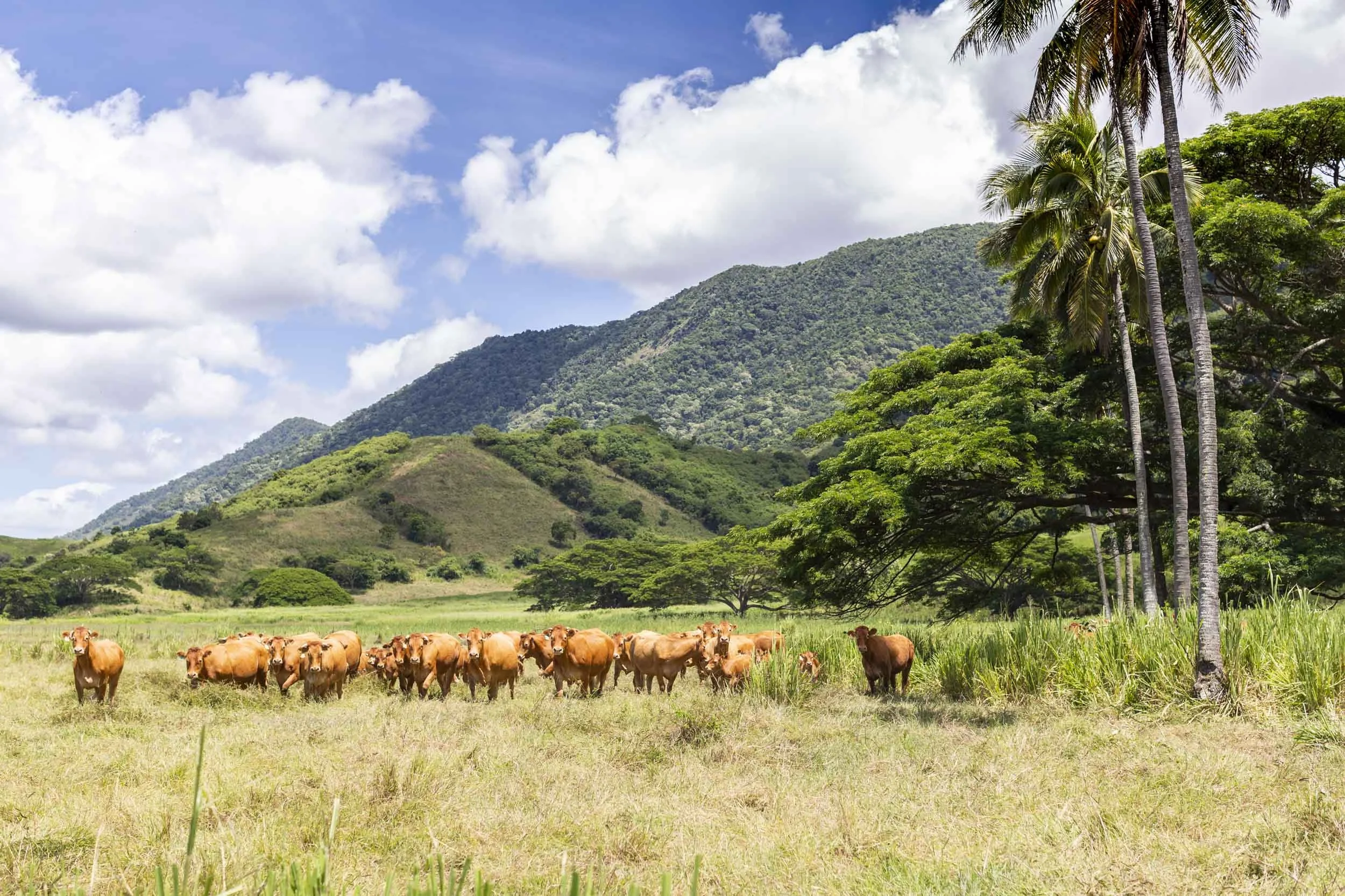 Bourail Nouvelle-Caledonie.jpg