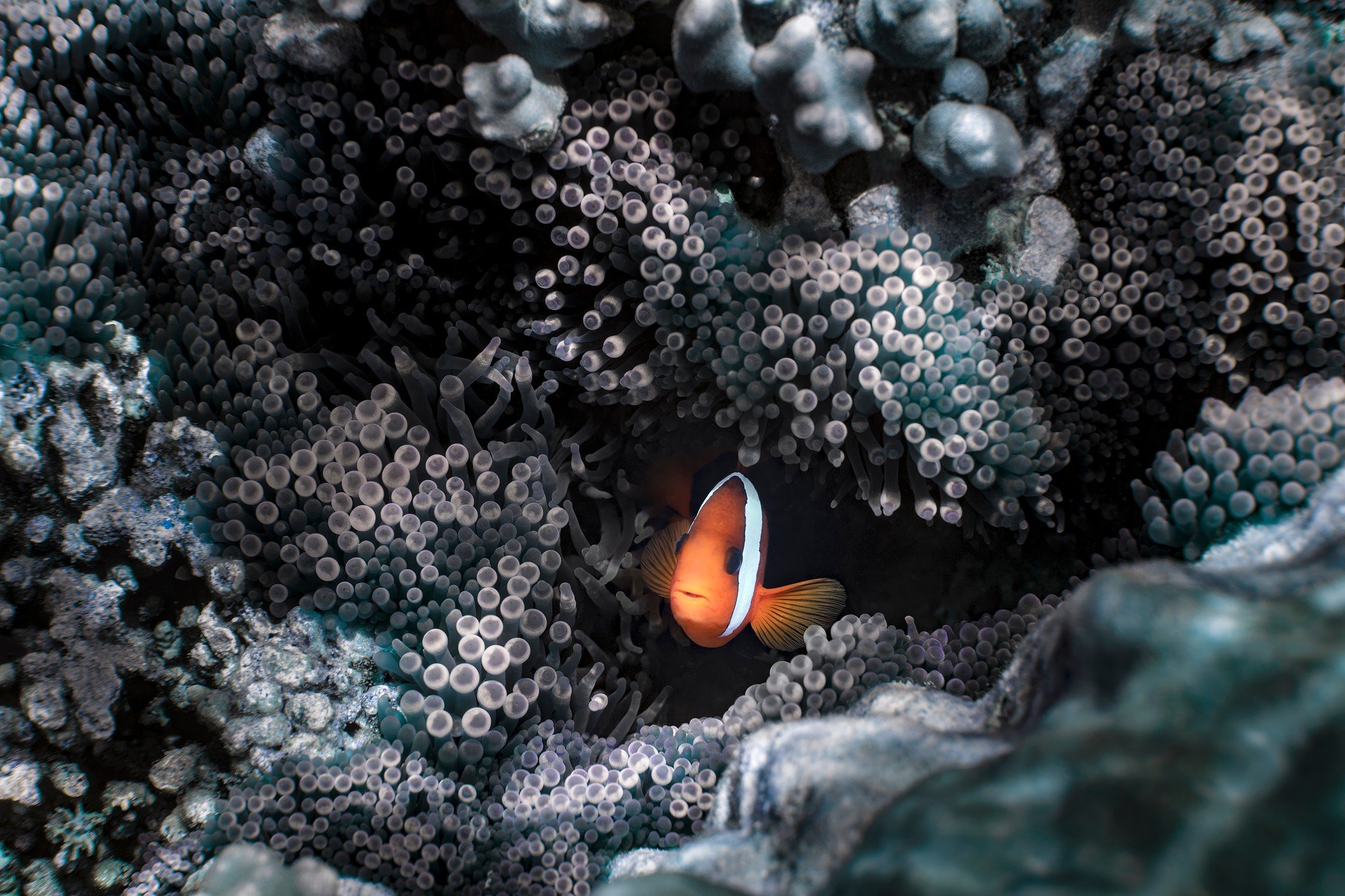 🪸 Un des adorables r&eacute;sidents de la colonie de poissons-clowns de la Baie des Citrons 🍋

✨ Toutes mes photos sont disponibles &agrave; l&rsquo;impression ✨

📍 Impression r&eacute;alis&eacute;e en Nouvelle-Cal&eacute;donie, pour garantir qual