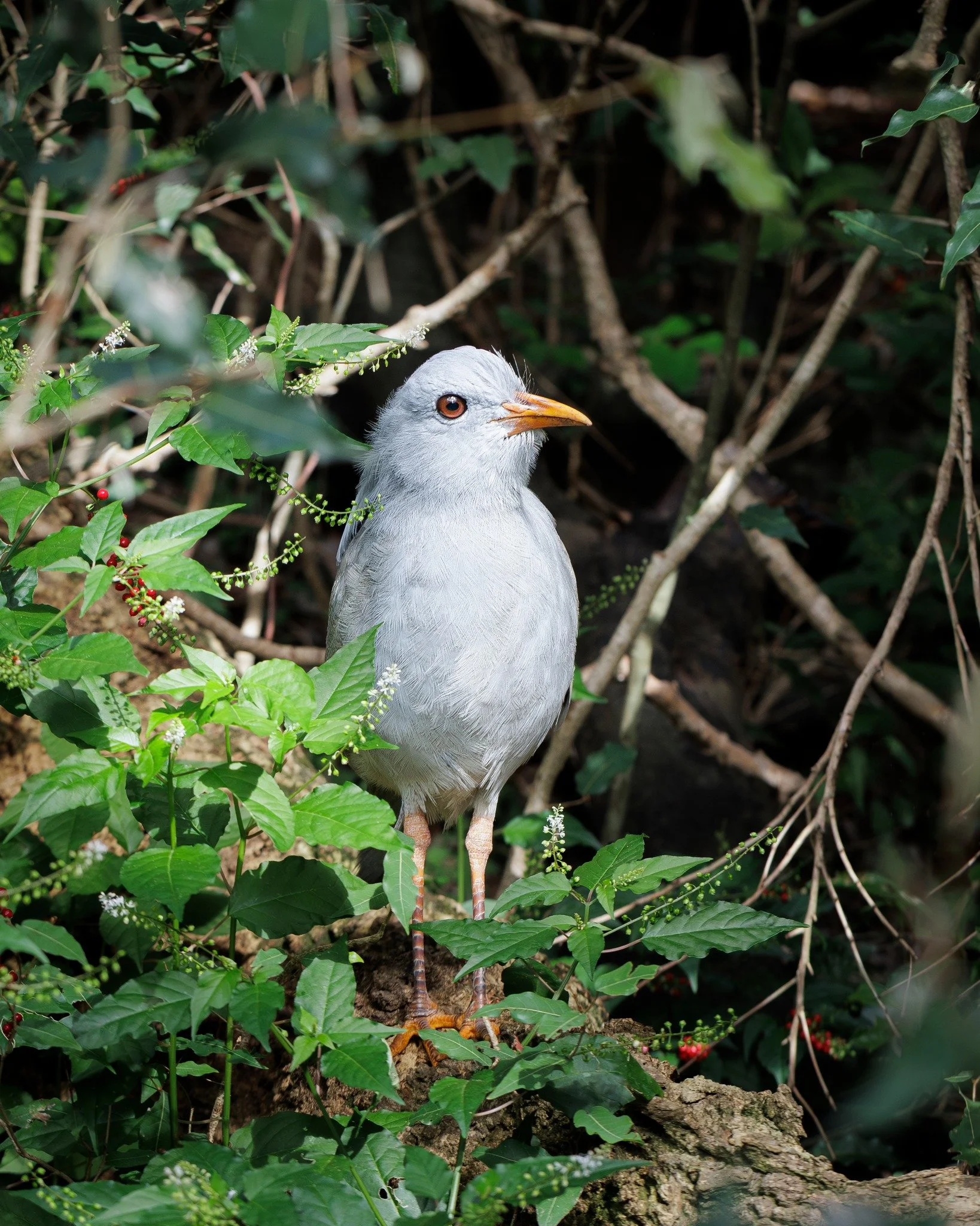 📍 Parc Provincial De La Riviere Bleue

🐦 Fascinant de se dire que le Cagou a choisi la Nouvelle-Cal&eacute;donie comme seul et unique territoire sur Terre&hellip; Nulle part ailleurs vous ne le croiserez. Ce petit bout du Pacifique est son royaume,