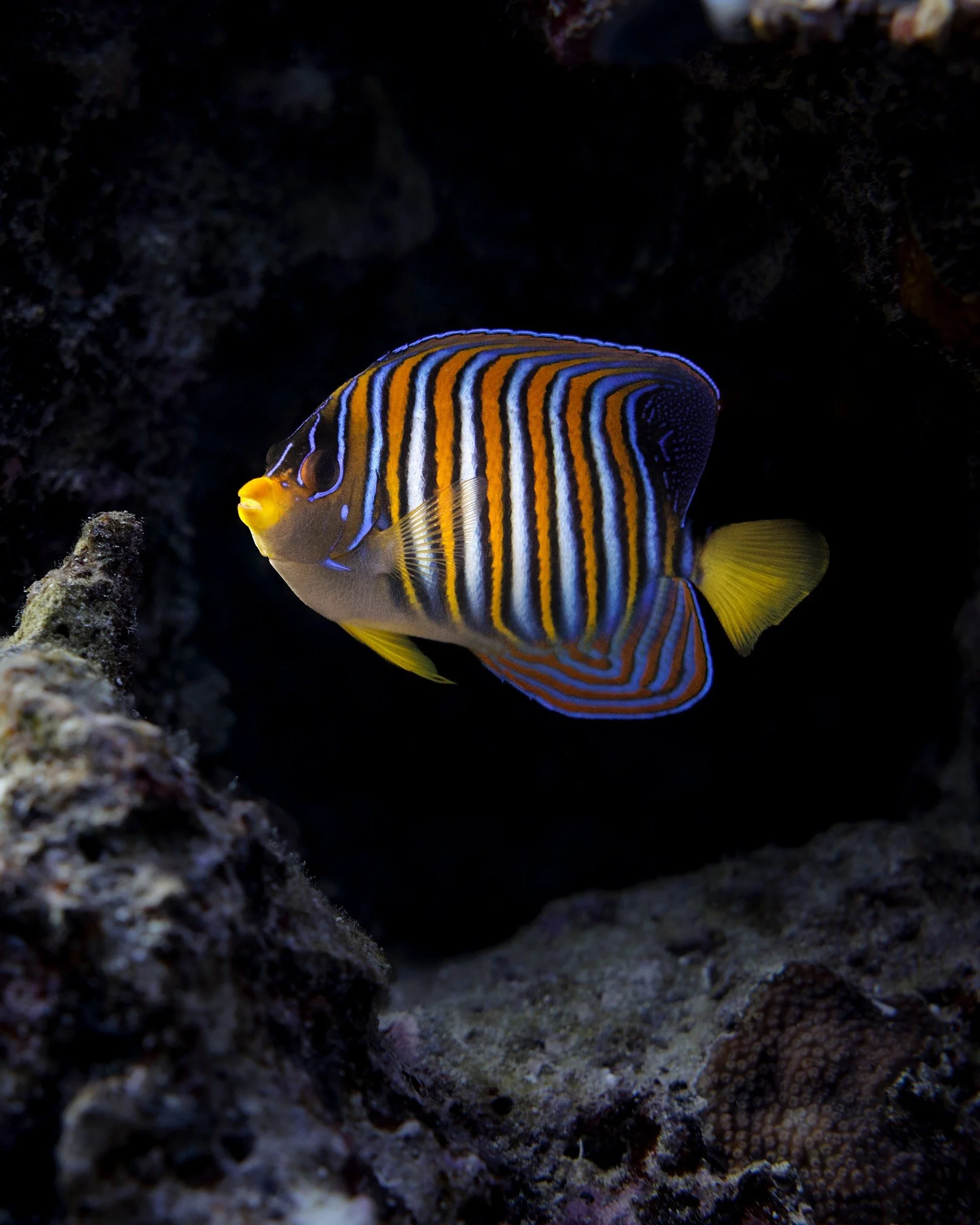 🐠 Le poisson-ange royal illumine les r&eacute;cifs avec ses couleurs incroyables
🌊 Il vit dans les lagons tropicaux comme ici &agrave; Lifou
✨ Une rencontre rare et magique sous les eaux cal&eacute;doniennes

@nouvellecaledoniefr 
@parcnatureldelam