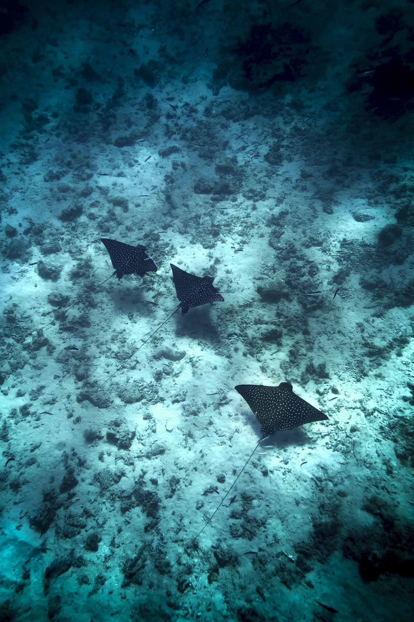 Photographie sous-marine Nouvelle-Calédonie.jpg