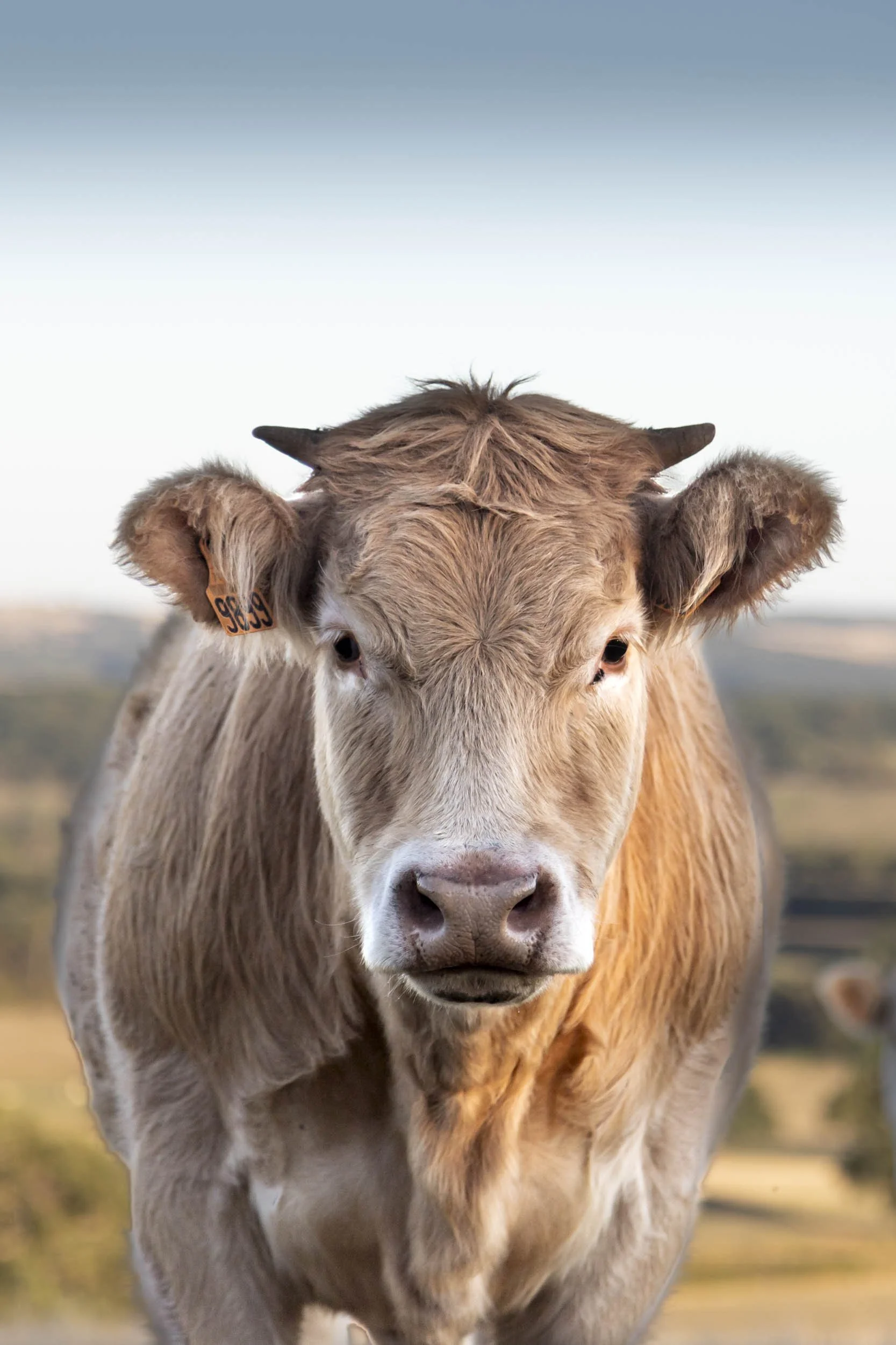 Photographie animalière Nouvelle-Calédonie.jpg