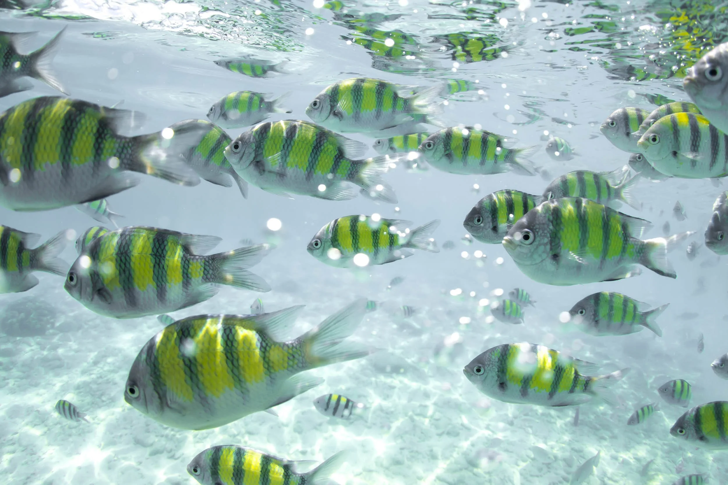 Underwater  photography Nouméa Nouvelle-Calédonie.jpg