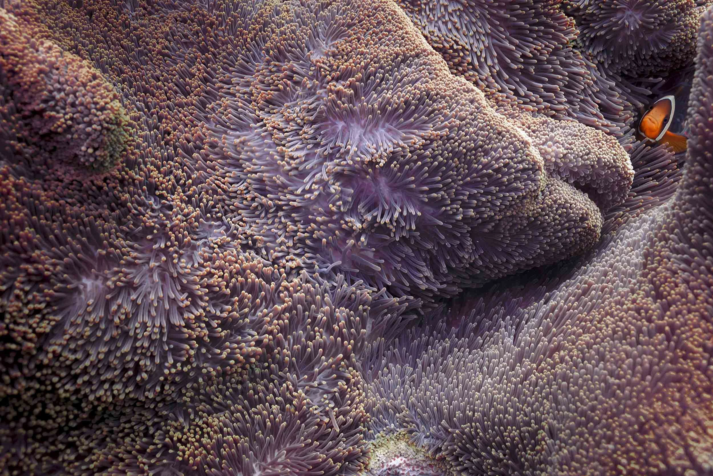 Photographie annémone Nouvelle-Calédonie.jpg