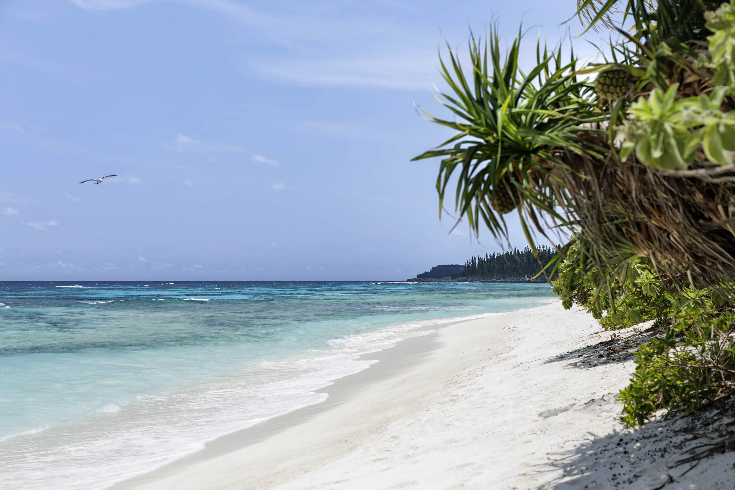 Plage à Maré Nouvelle-Calédonie.jpg
