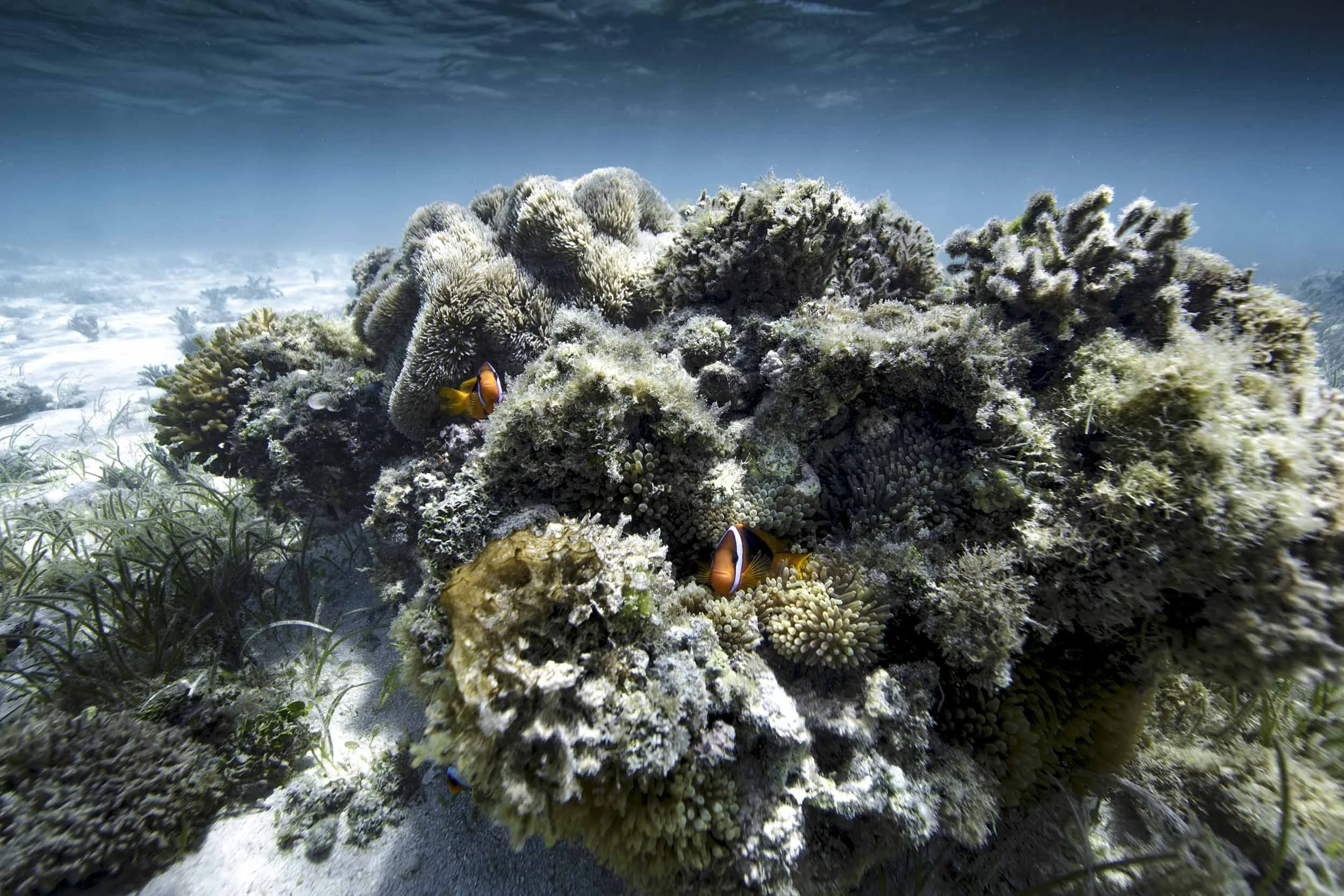 Underwater photography New Caledonia.jpg