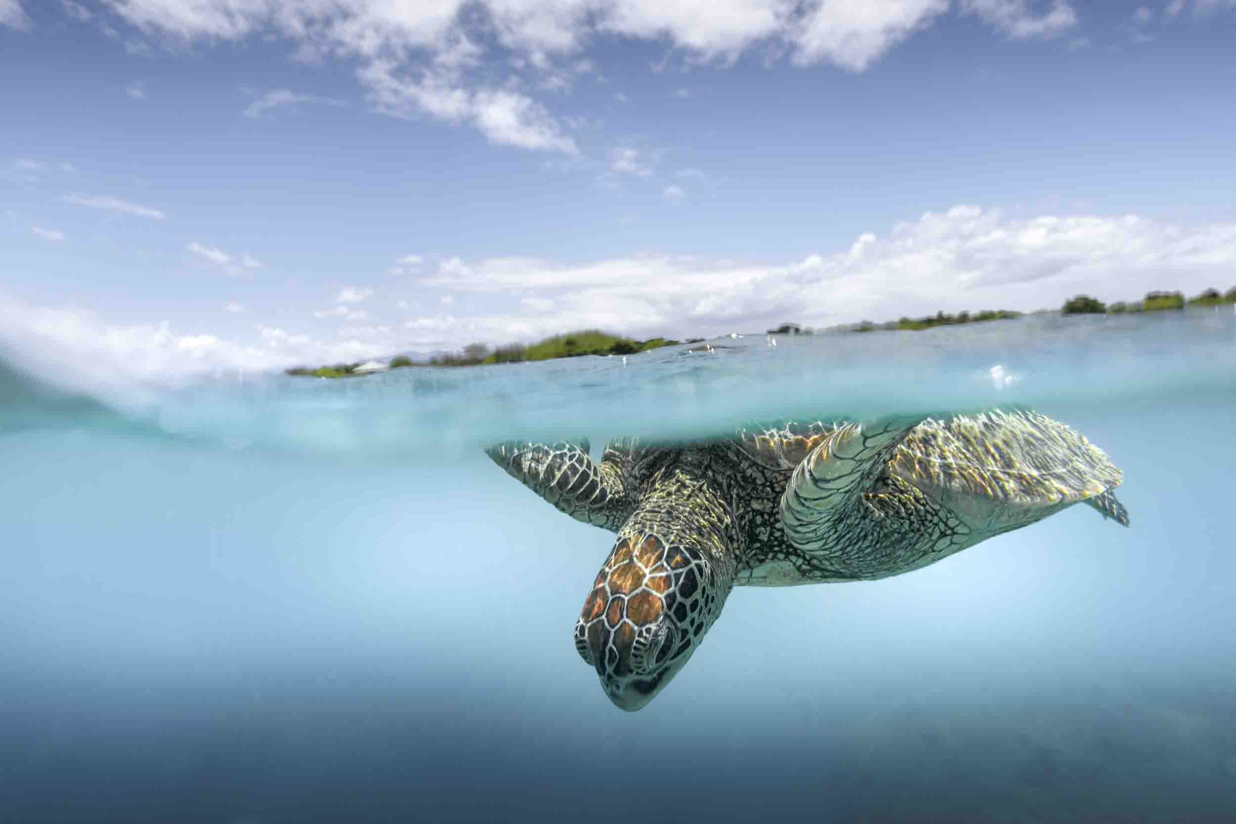 Tortue îlot Signal Nouvelle-Calédonie.jpg