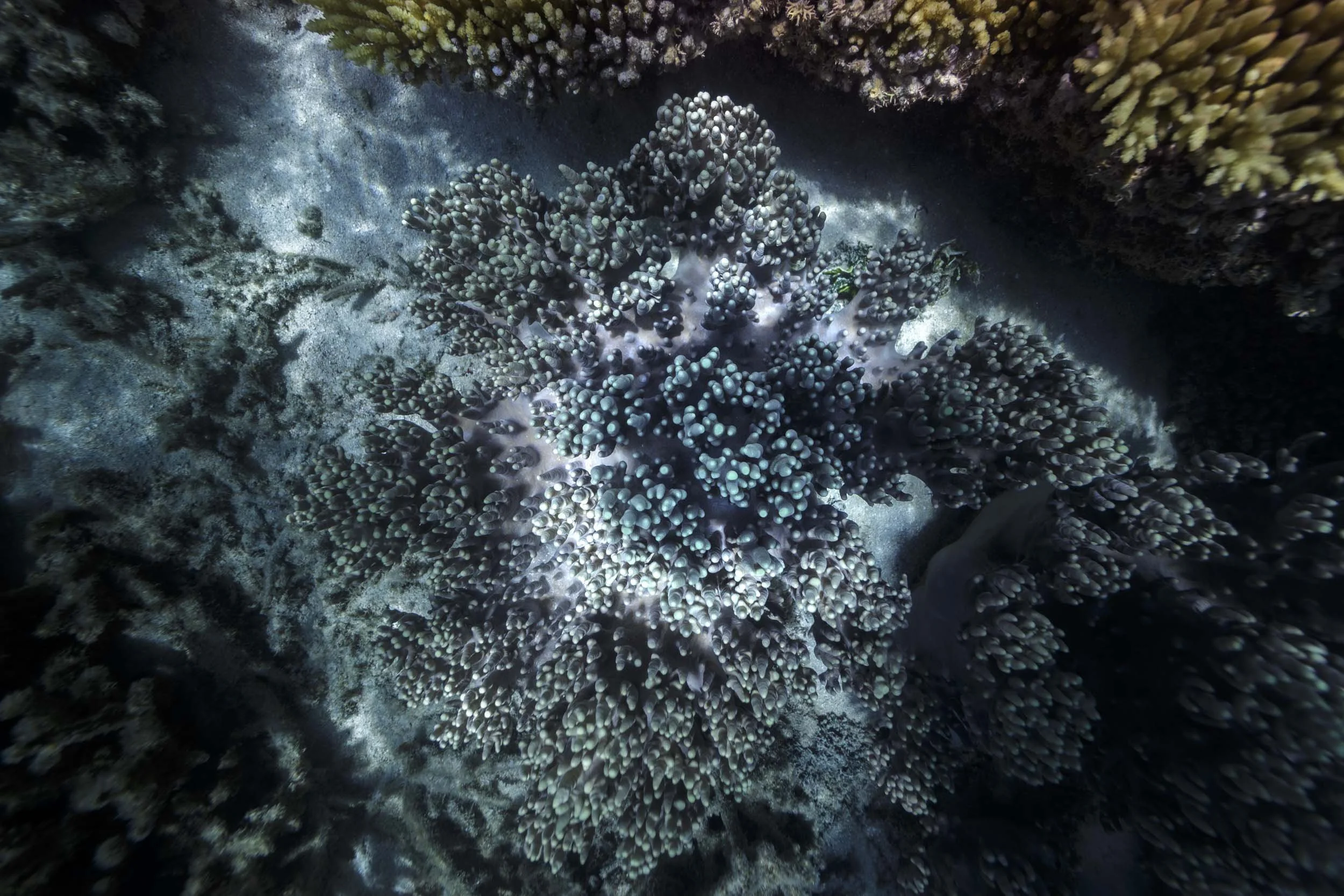 Corail Nouvelle-Caledonie.jpg