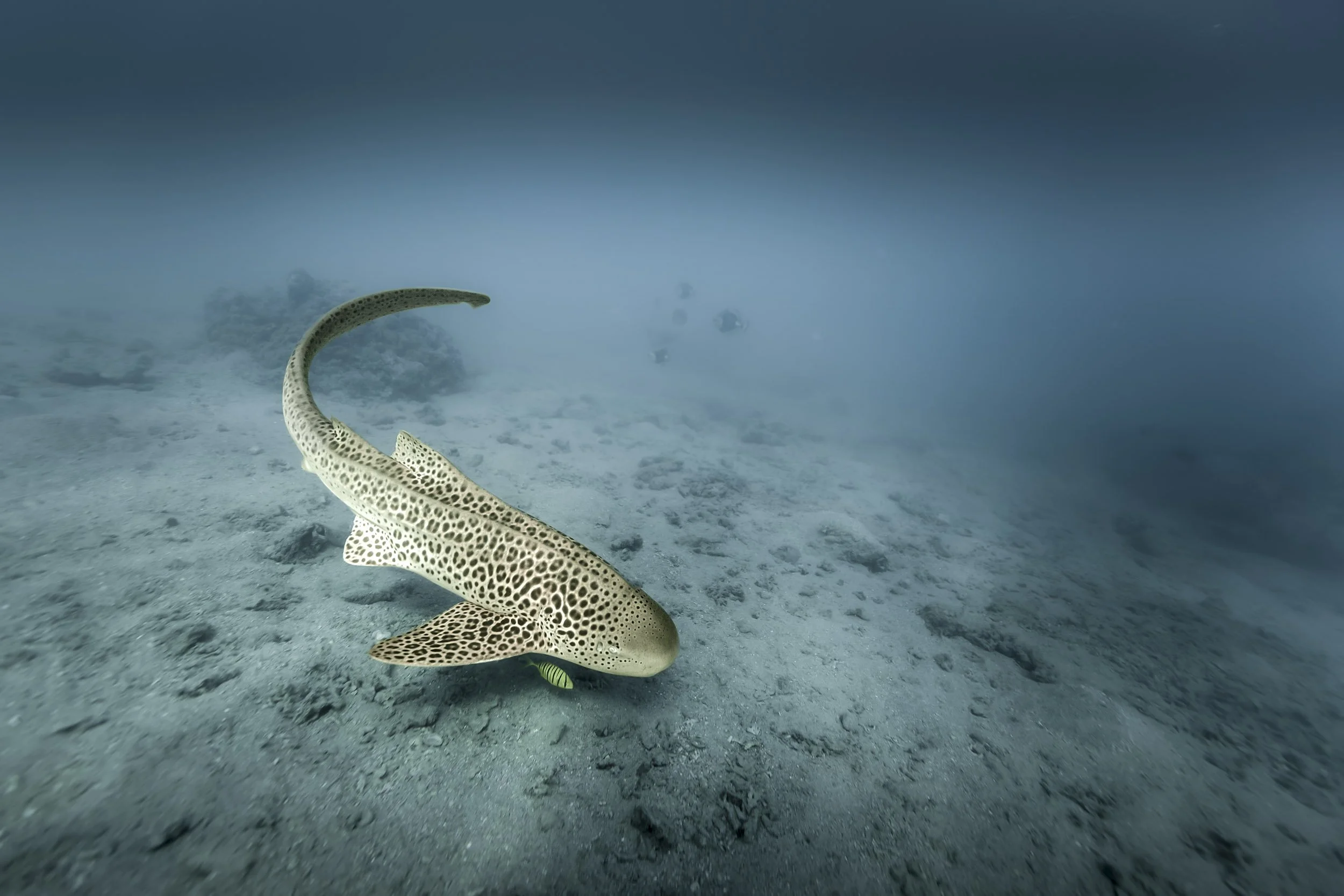 Requin Leopard Baie des Citrons Noumea.jpg