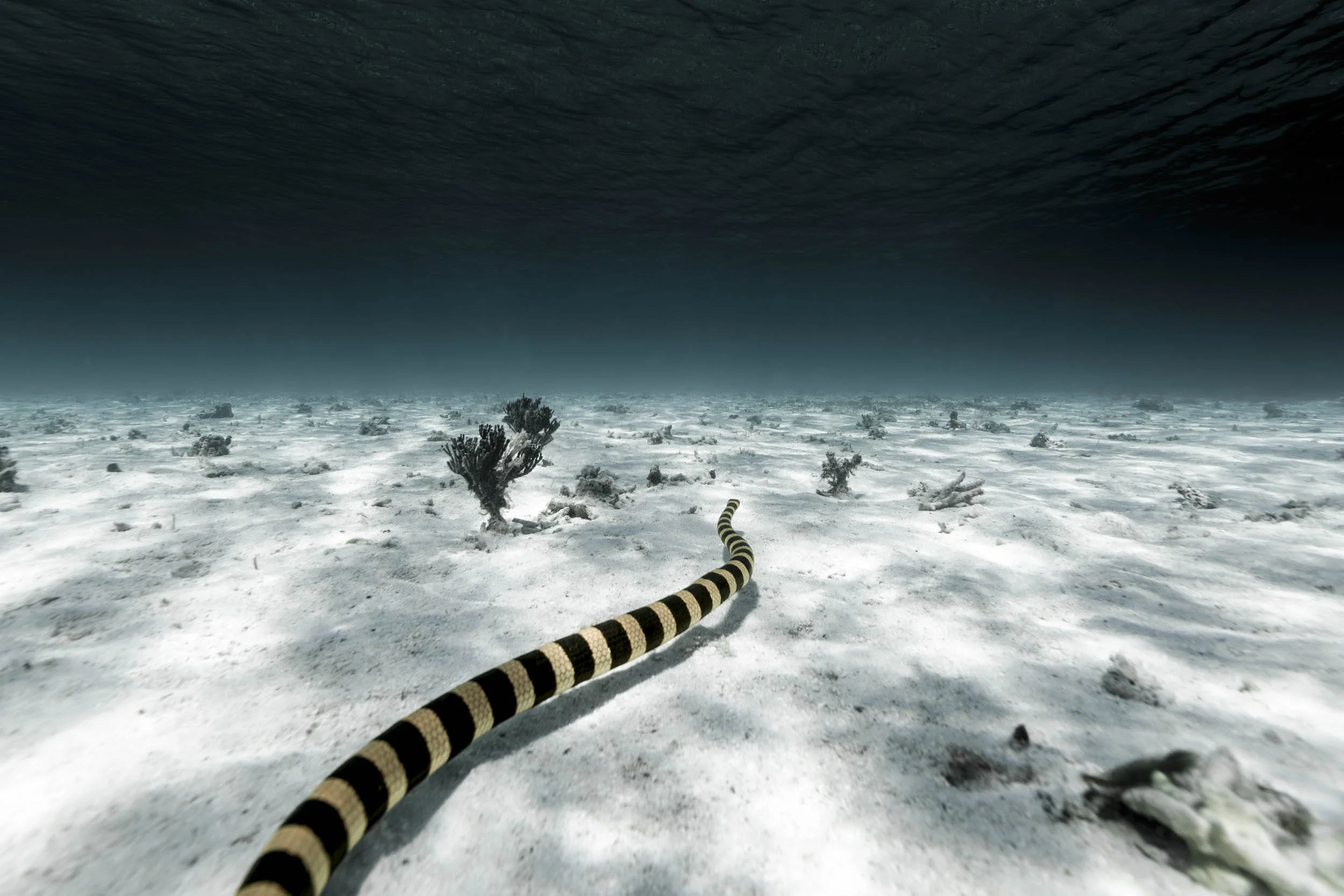 Tricot rayé Nouvelle-Calédonie.jpg