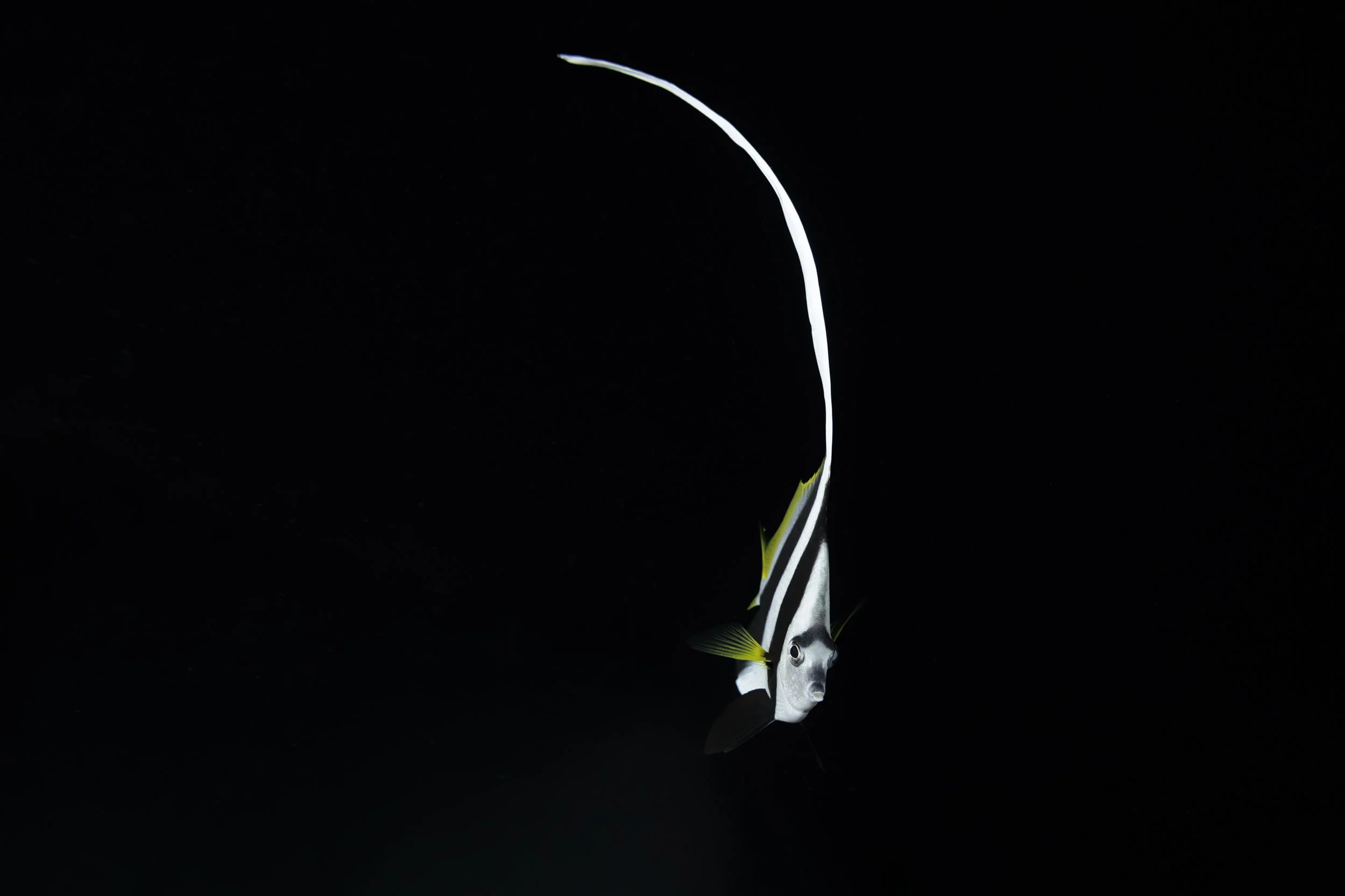 _N0A0868-Edit-2.jpg