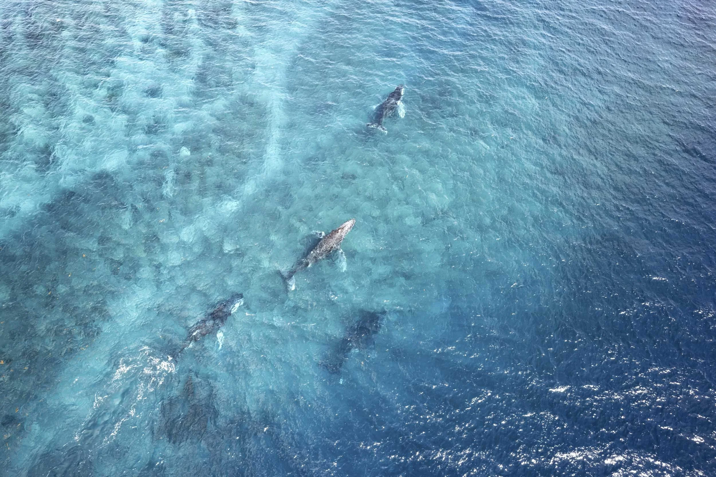 DJI_0541_RealPhoto-v3_x1_5464x3640_2pass_MoreDetail-v3.jpg