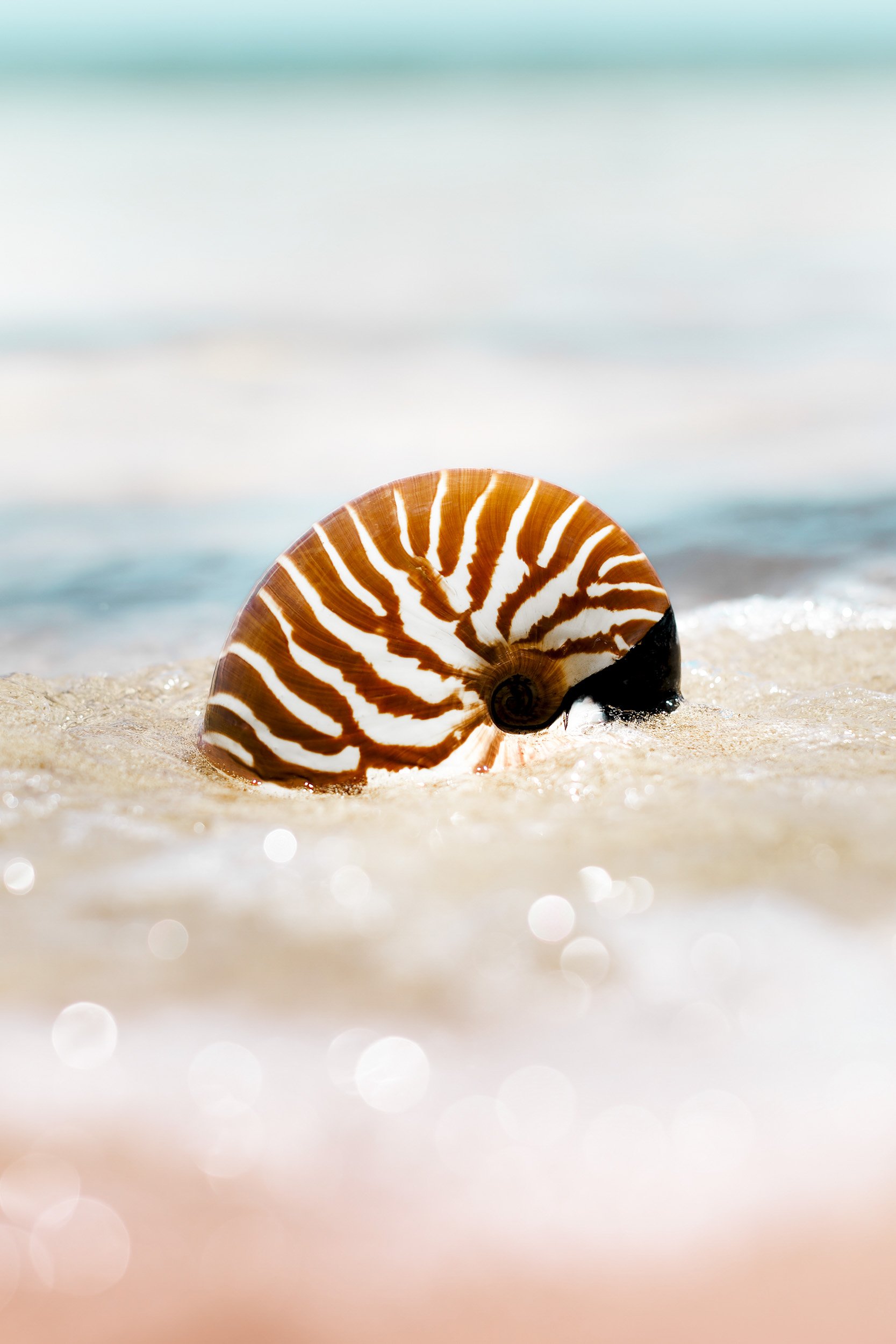 Photographie Nautile Nouvelle-Calédonie.jpg