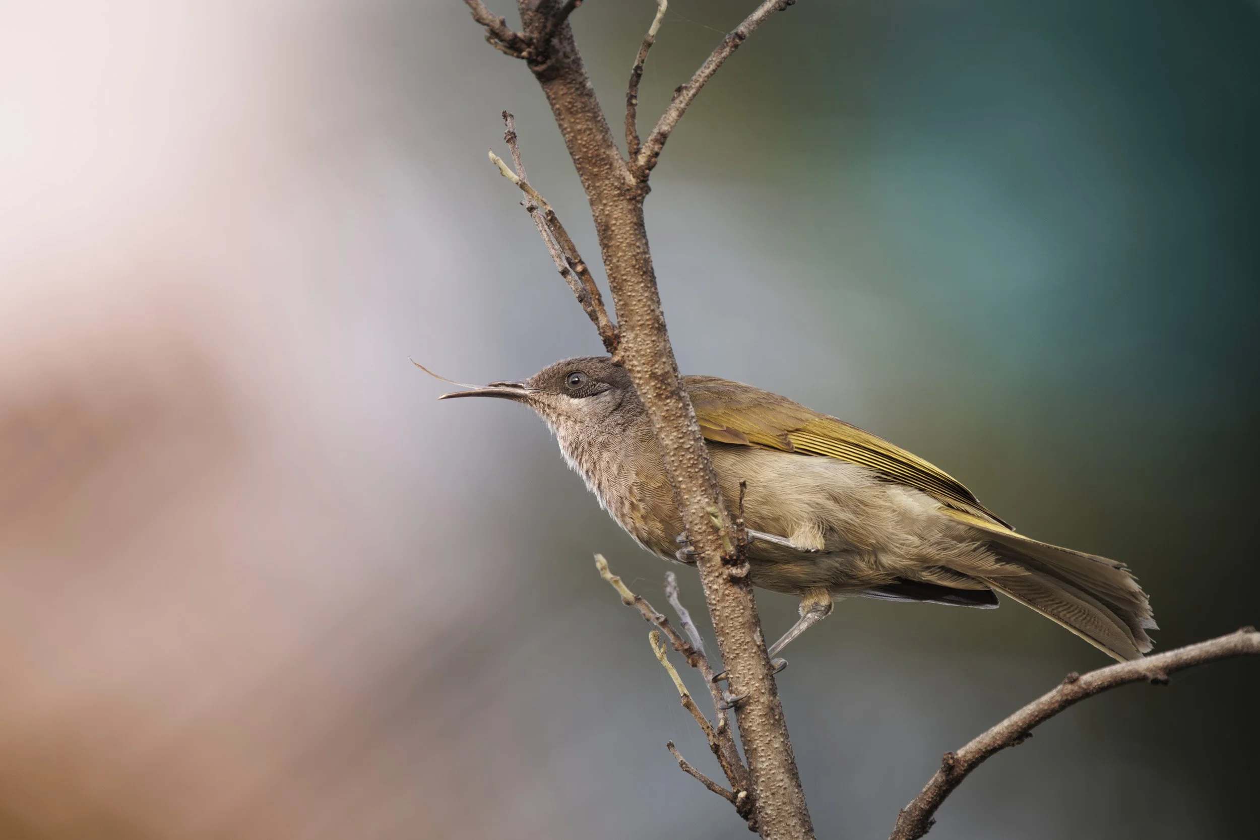 Méliphage à oreillons gris Nouvelle-Calédonie.jpg