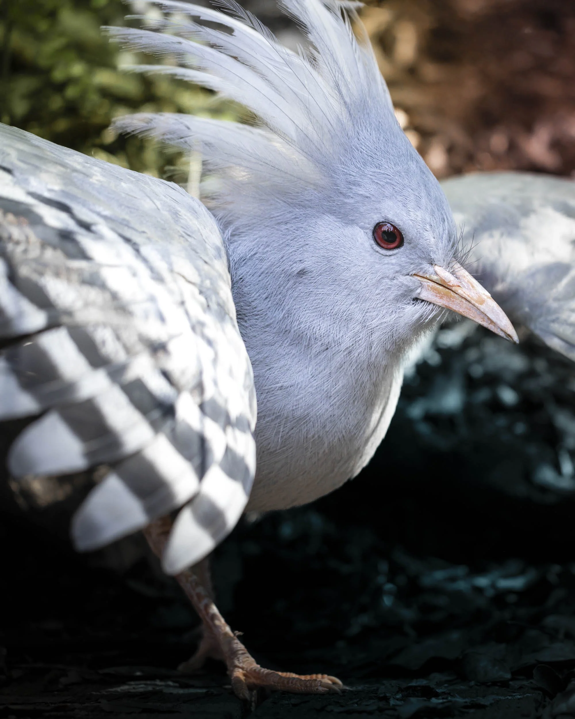 Faune photographie Nouvelle-Calédonie.jpg