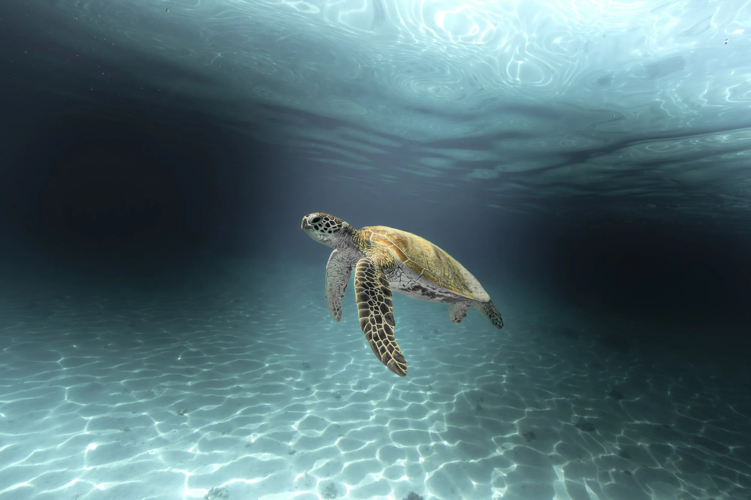 Photographie sous-marine Nouméa Nouvelle-Calédonie.jpg