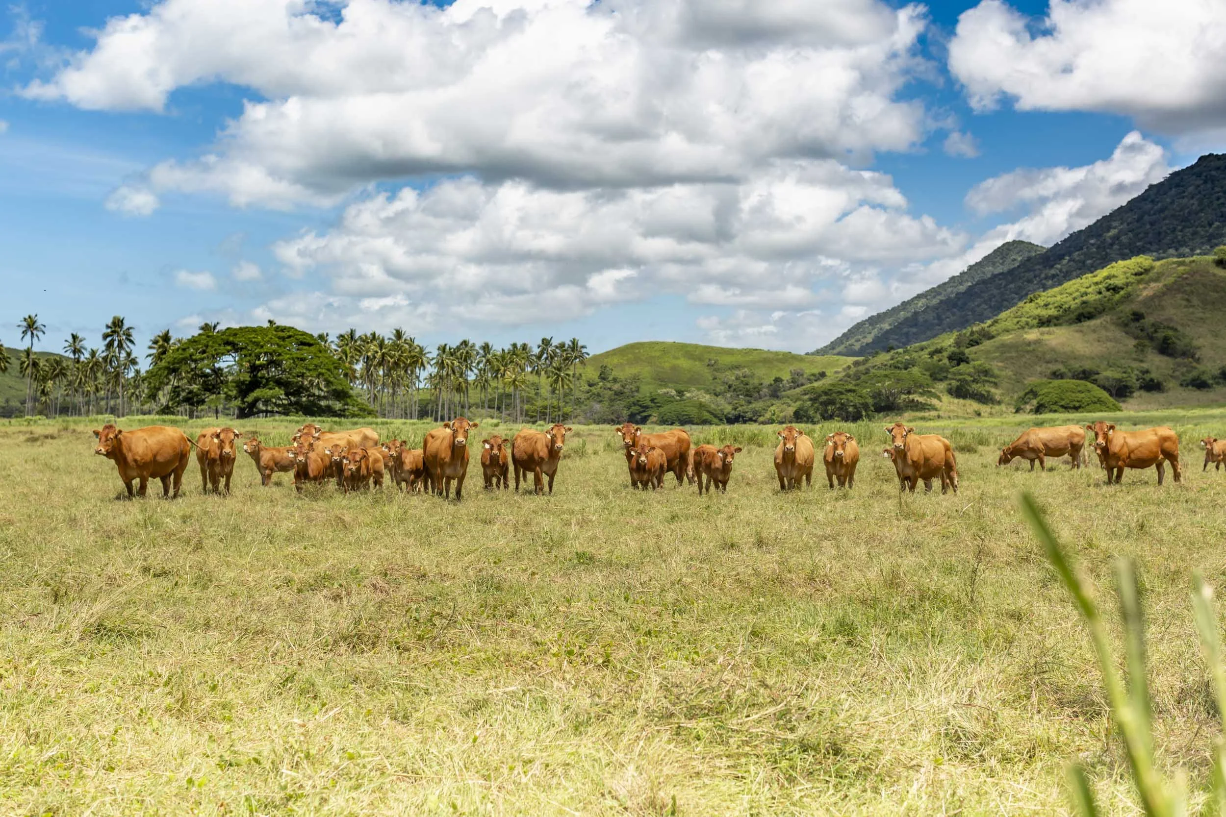 Bourail Nouvelle-Caledonie.jpg