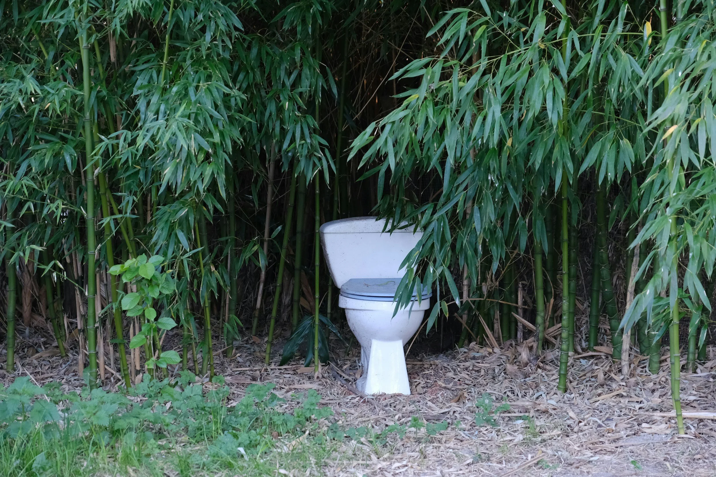 toilet in the woods
