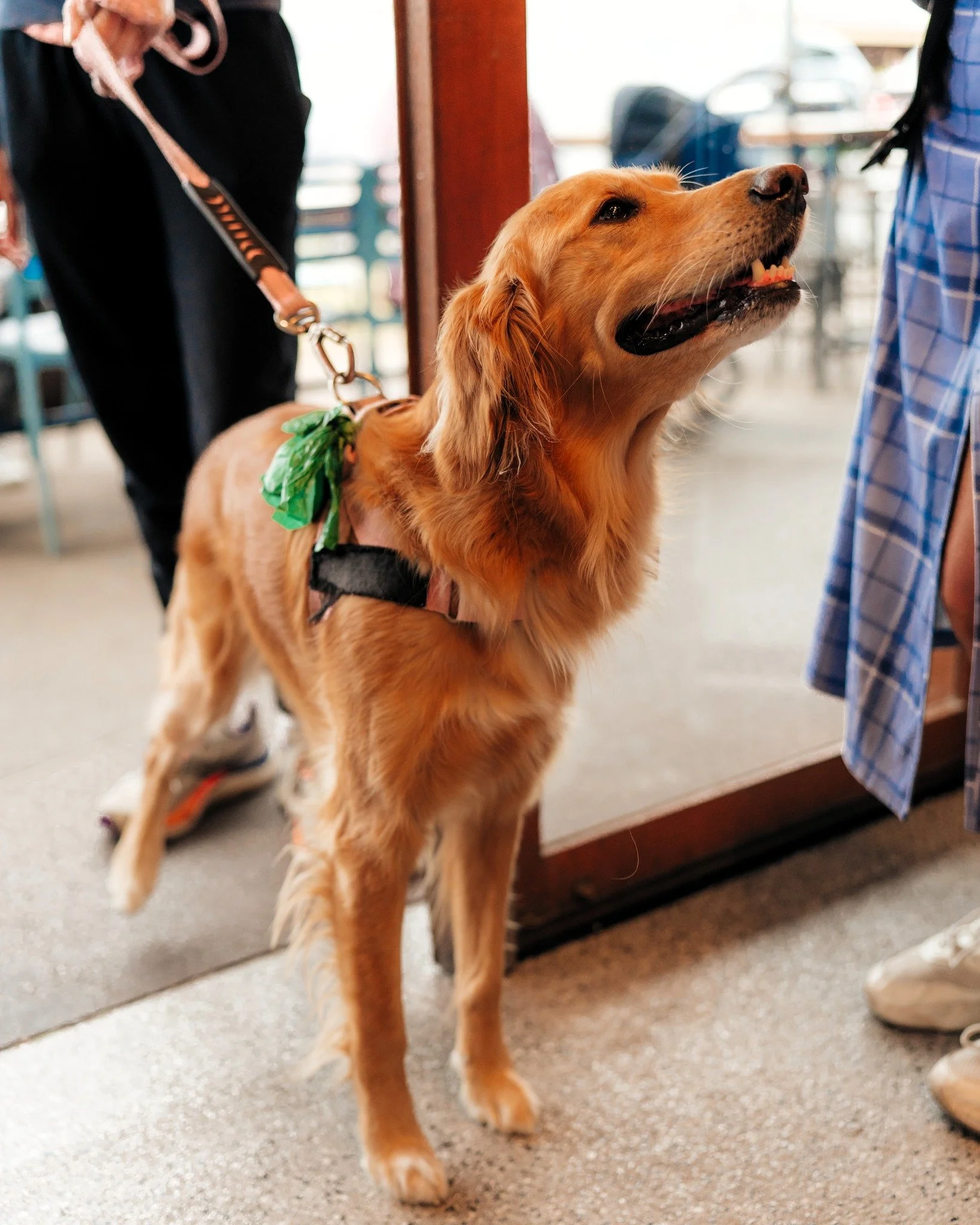 Some of our favourite guests have four legs. Bring your pup along. Puppycinos, water bowls, pats and plenty of good vibes ready 🐶🐾

#melbournecoffee #melbournecafe #drinkmelbourne #sandringham #dogfriendly
