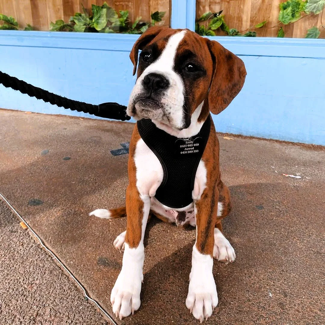 Coffee for you, puppuccino for them. Sounds like a win-win 🐶

#melbournecafe #drinkmelbourne #dogfriendly #sandringham #bayside