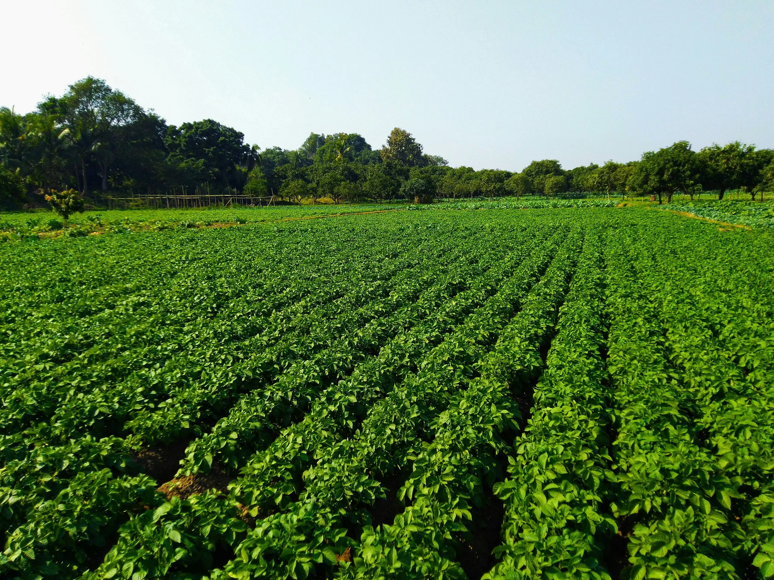A lush green farm field with rows of green tea plants and trees in the background under a clear sky.