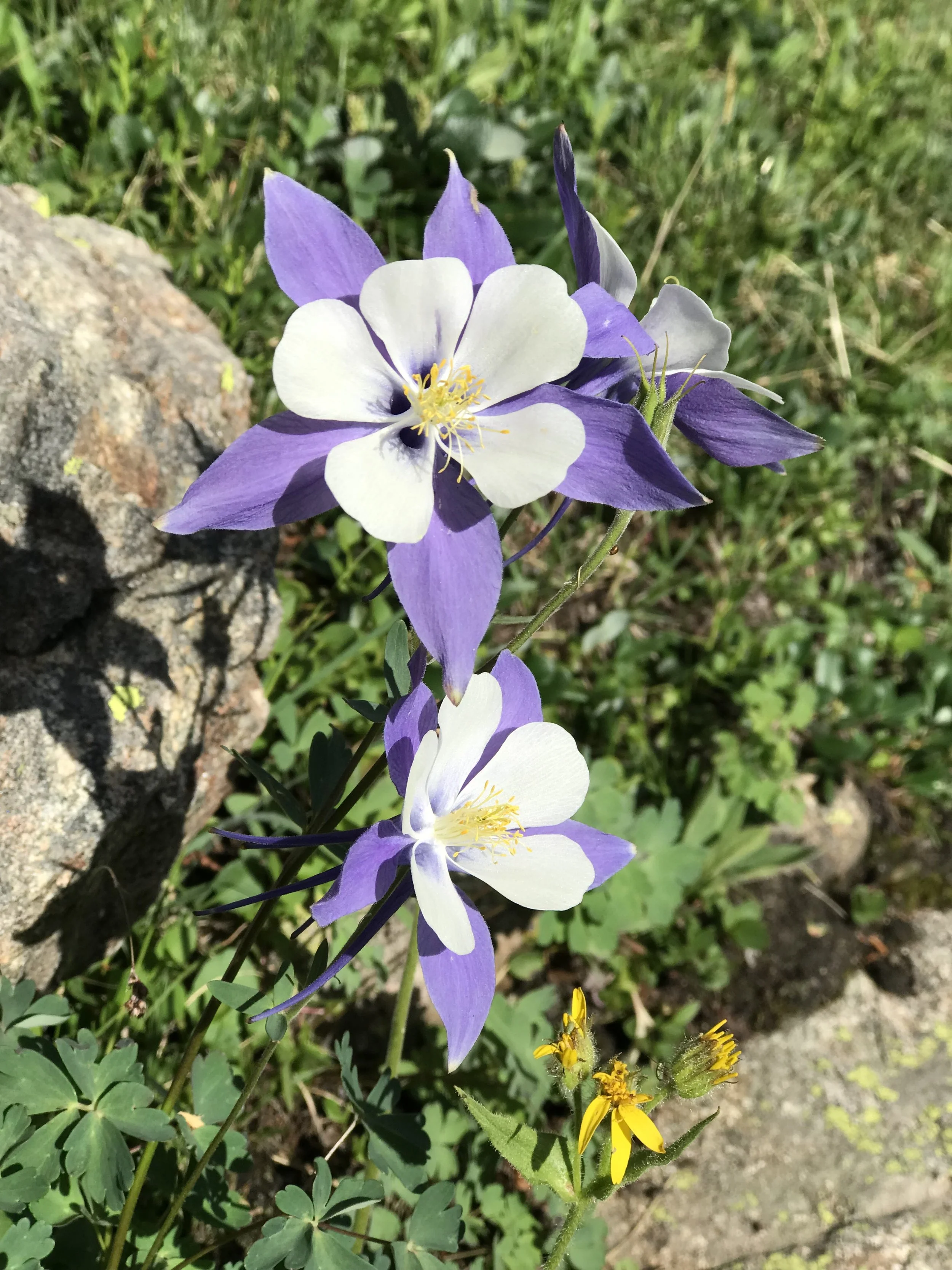 Close-up of purple and white columbine flowers with green leaves and rocks in the background.