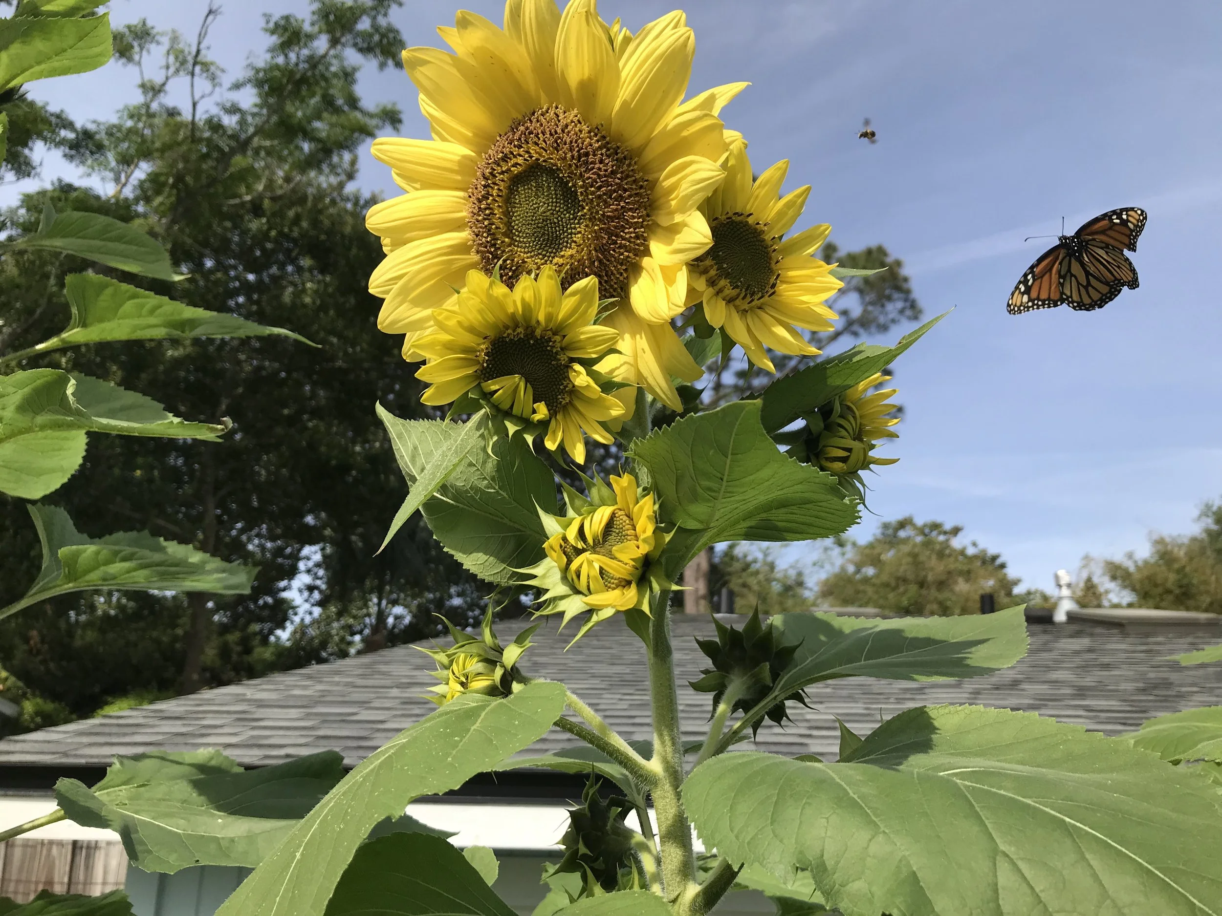 A tall sunflower plant with bright yellow flowers blooming, surrounded by green leaves. A butterfly with orange and black wings is flying near the sunflower, and a small bee is visible in the sky to the right. The background includes a partly cloudy blue sky and trees.