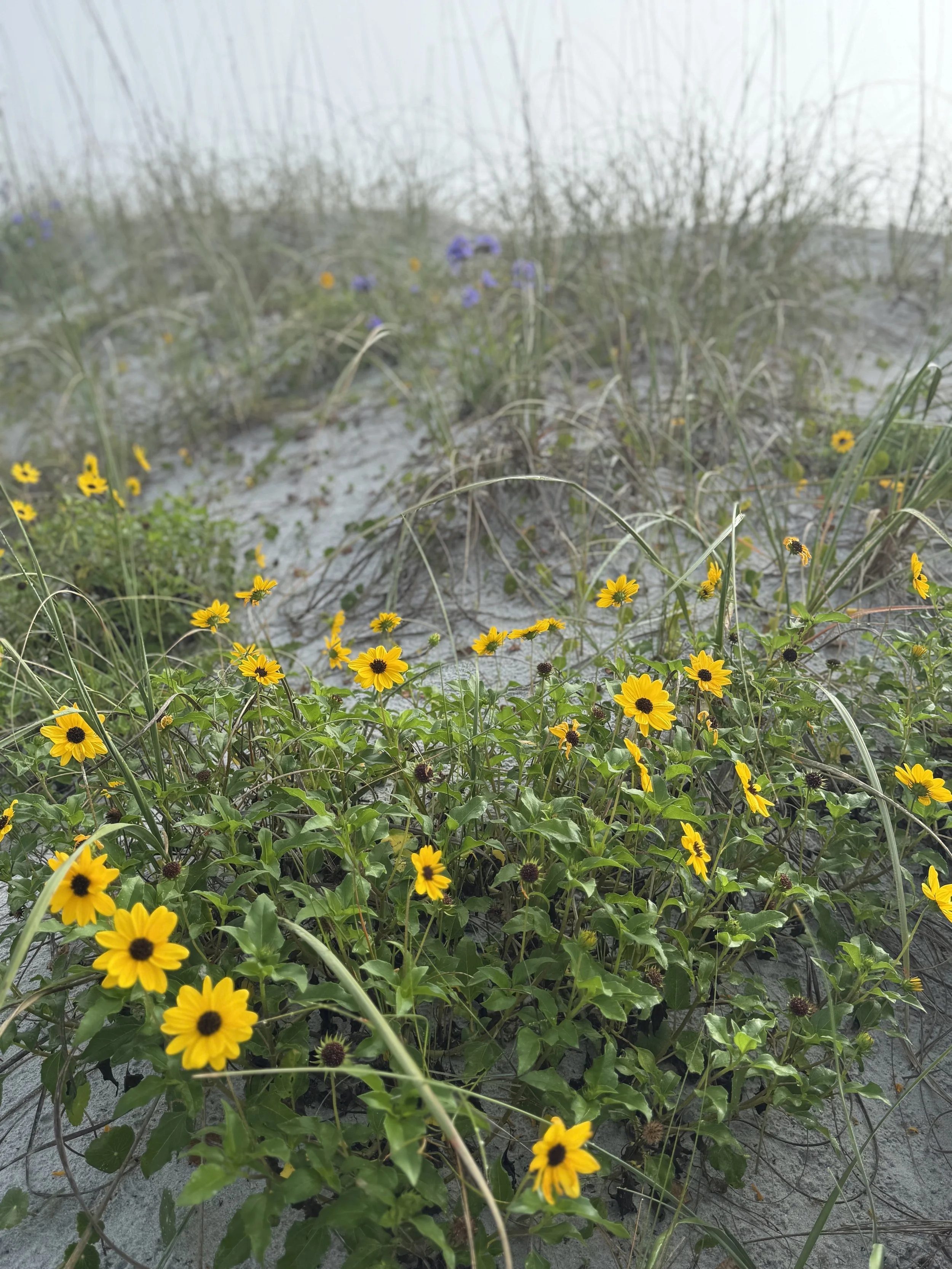 Yellow flowers growing on sand dunes with patches of grass and purple flowers in the background.