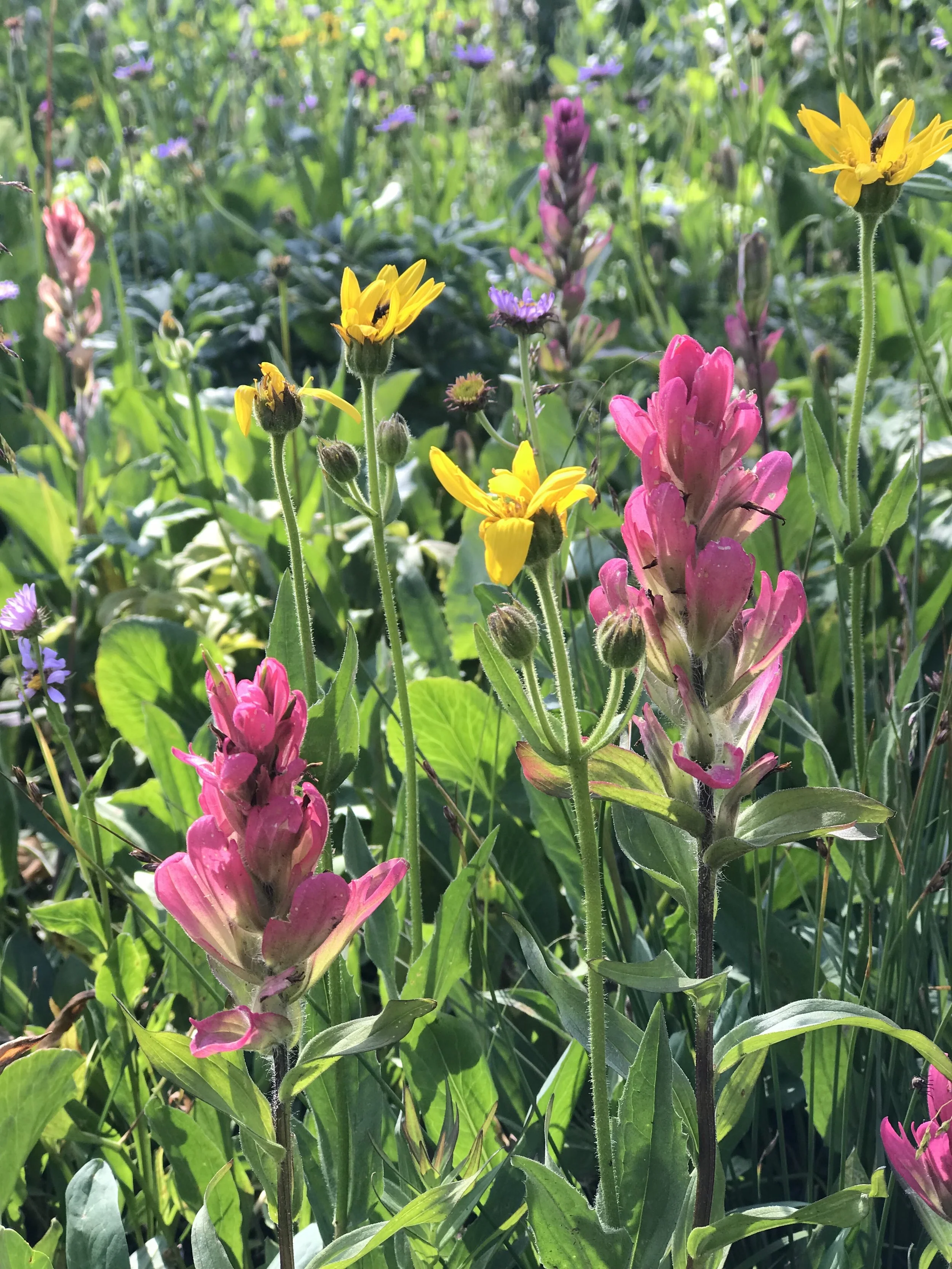 Close-up of colorful wildflowers including pink, yellow, purple, and green plants in a sunny natural setting.
