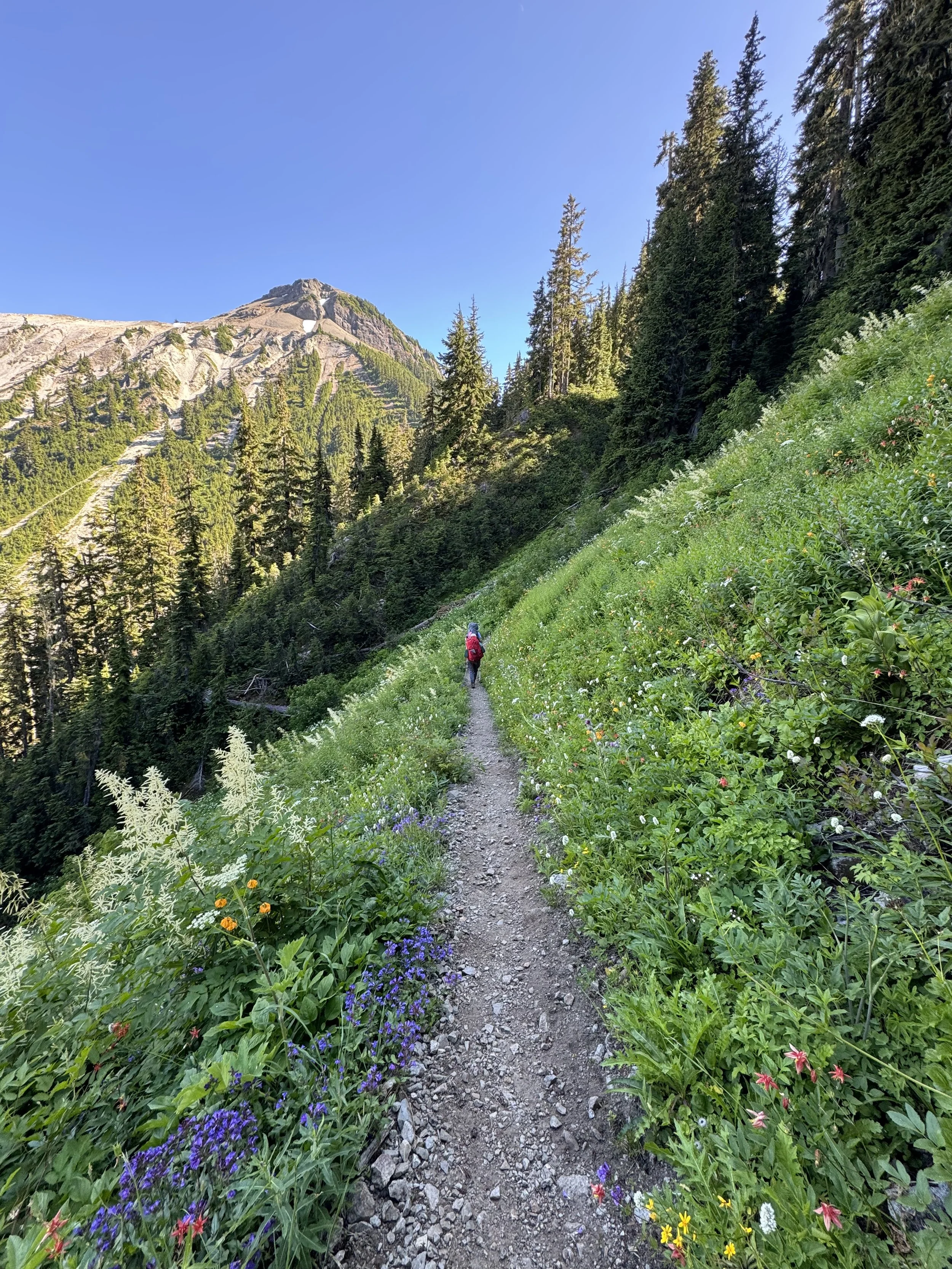 A person hiking on a narrow dirt trail through a green mountainside with wildflowers, tall pine trees, and a mountain peak in the background under a clear blue sky.