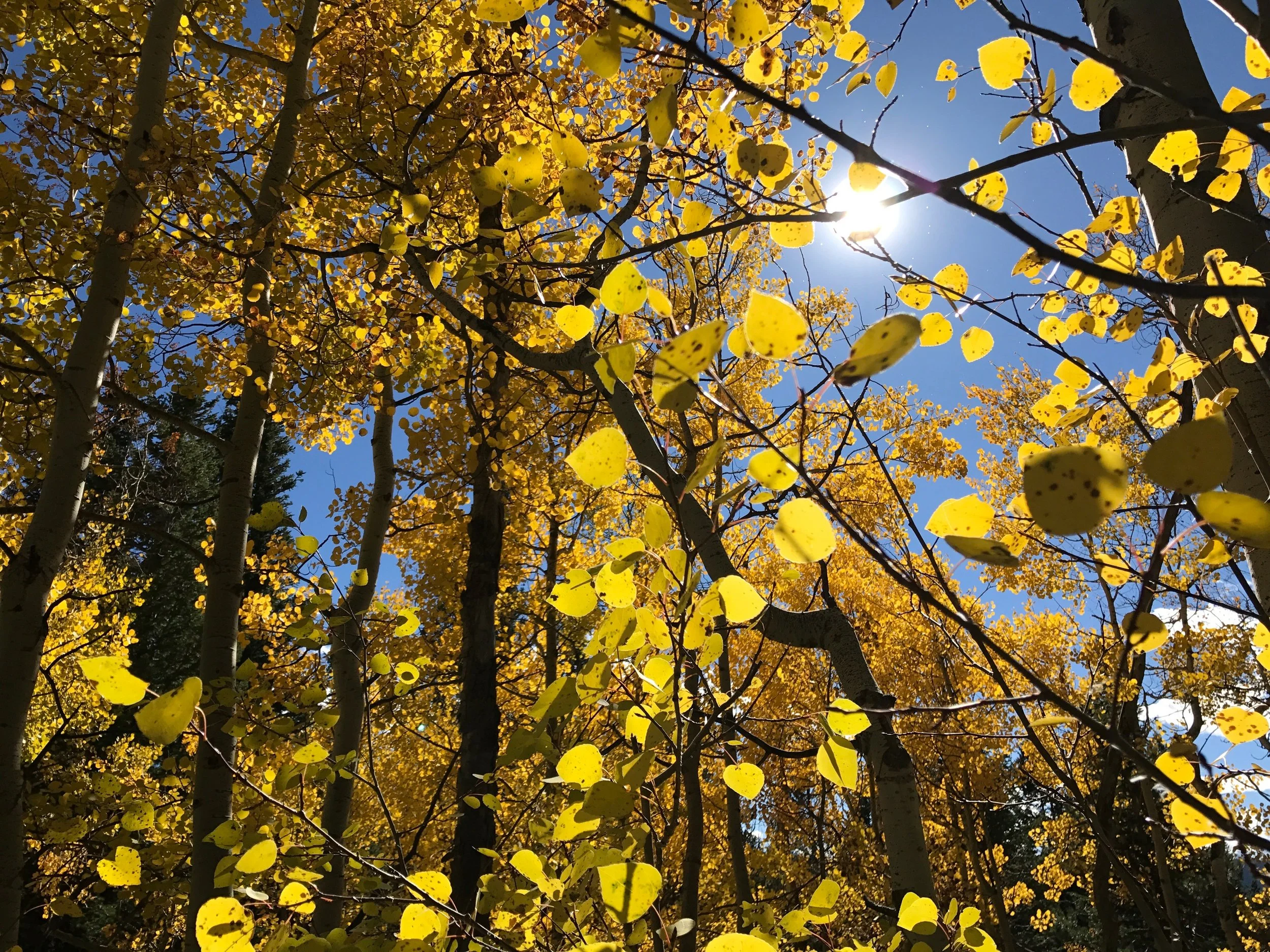 Looking up at a forest of tall trees with yellow fall leaves, sunlight shining through the branches and a bright blue sky in the background.