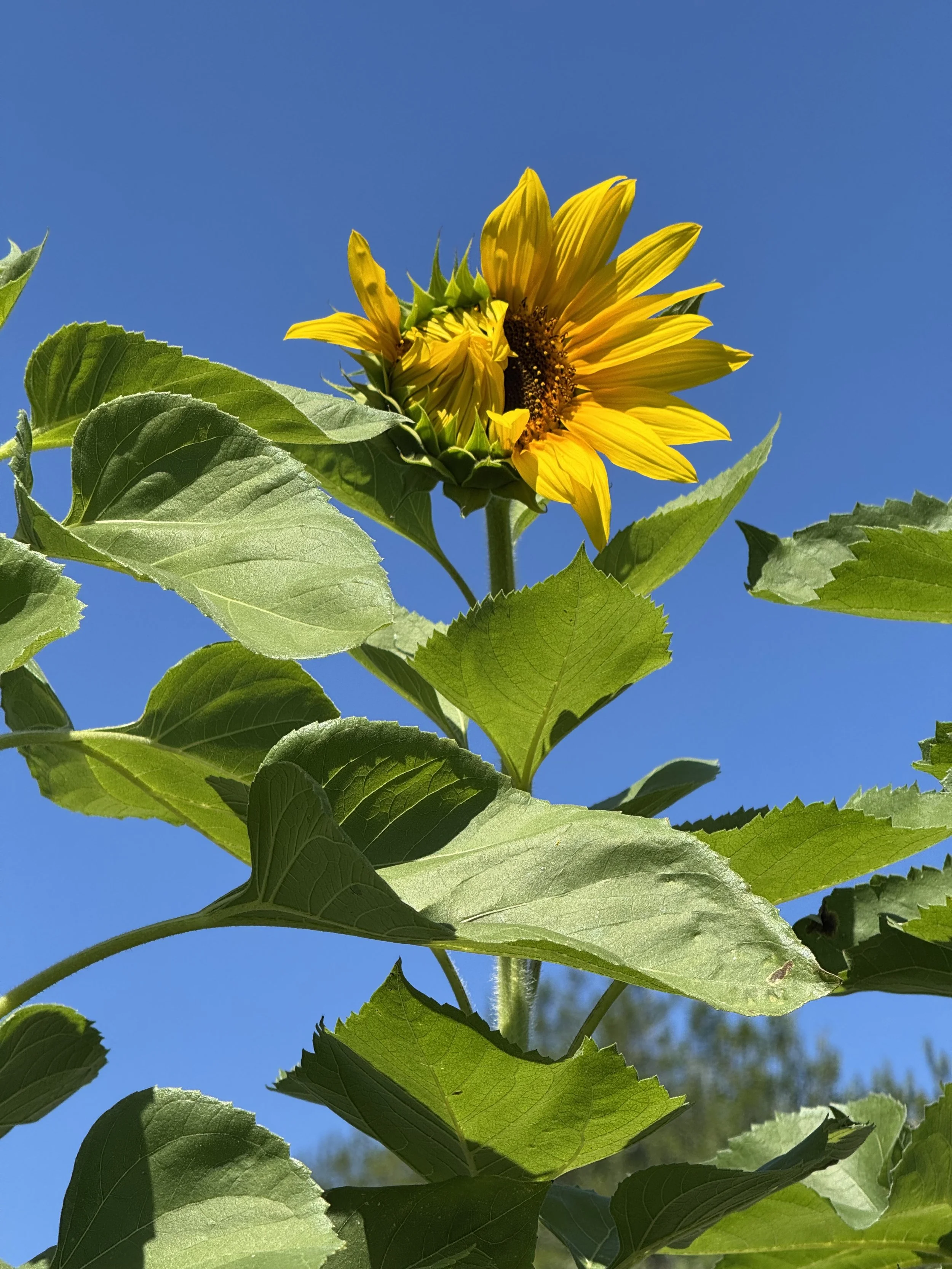 Close-up of a sunflower with yellow petals and green leaves against a clear blue sky.