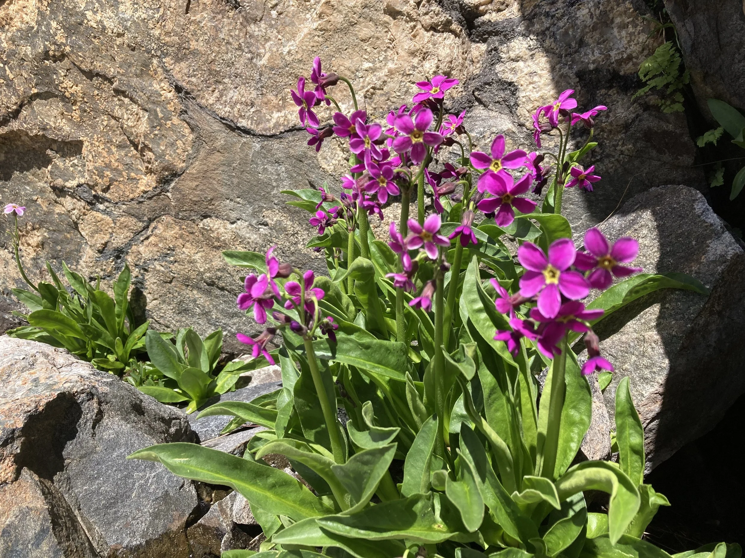 Pink and purple flowers blooming among green leaves and rocks in sunlight.