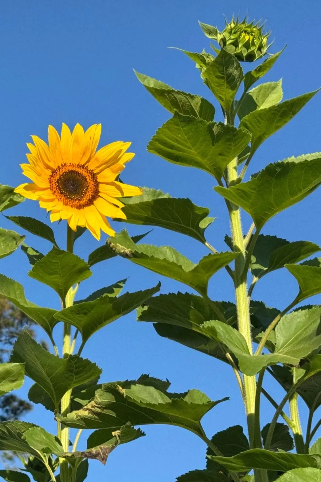 Close-up of a tall sunflower plant against a blue sky, with a blooming yellow sunflower and a sunflower bud.