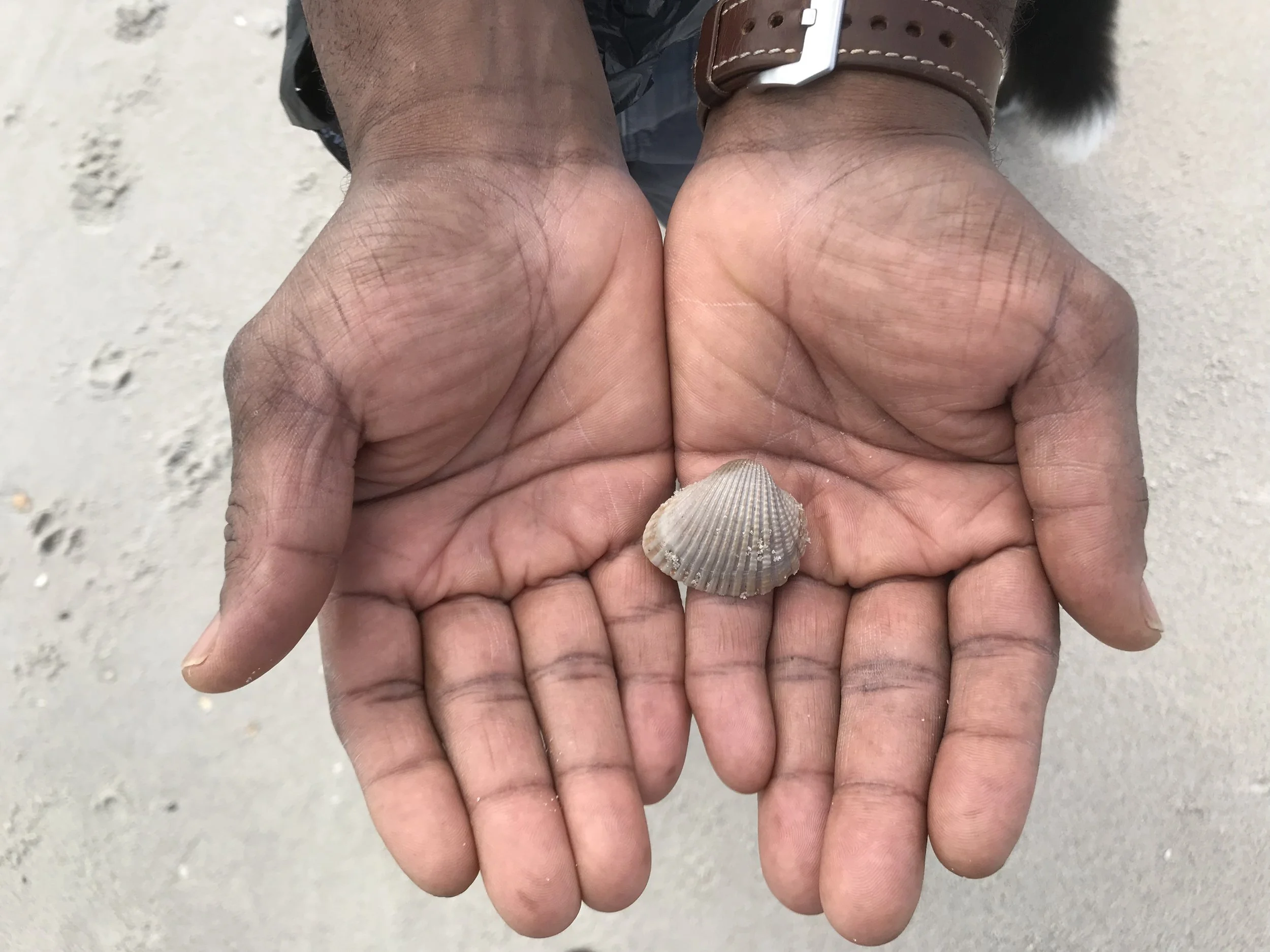 A person holding a seashell in their open hands.