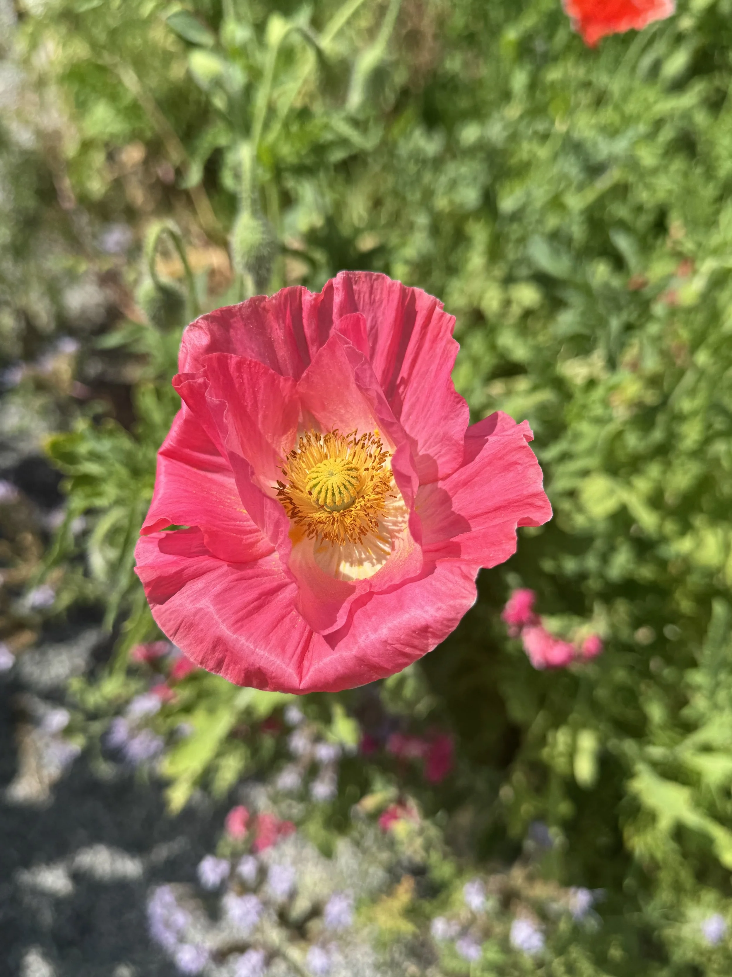 Close-up of a pink poppy flower with yellow center, green blurred background.