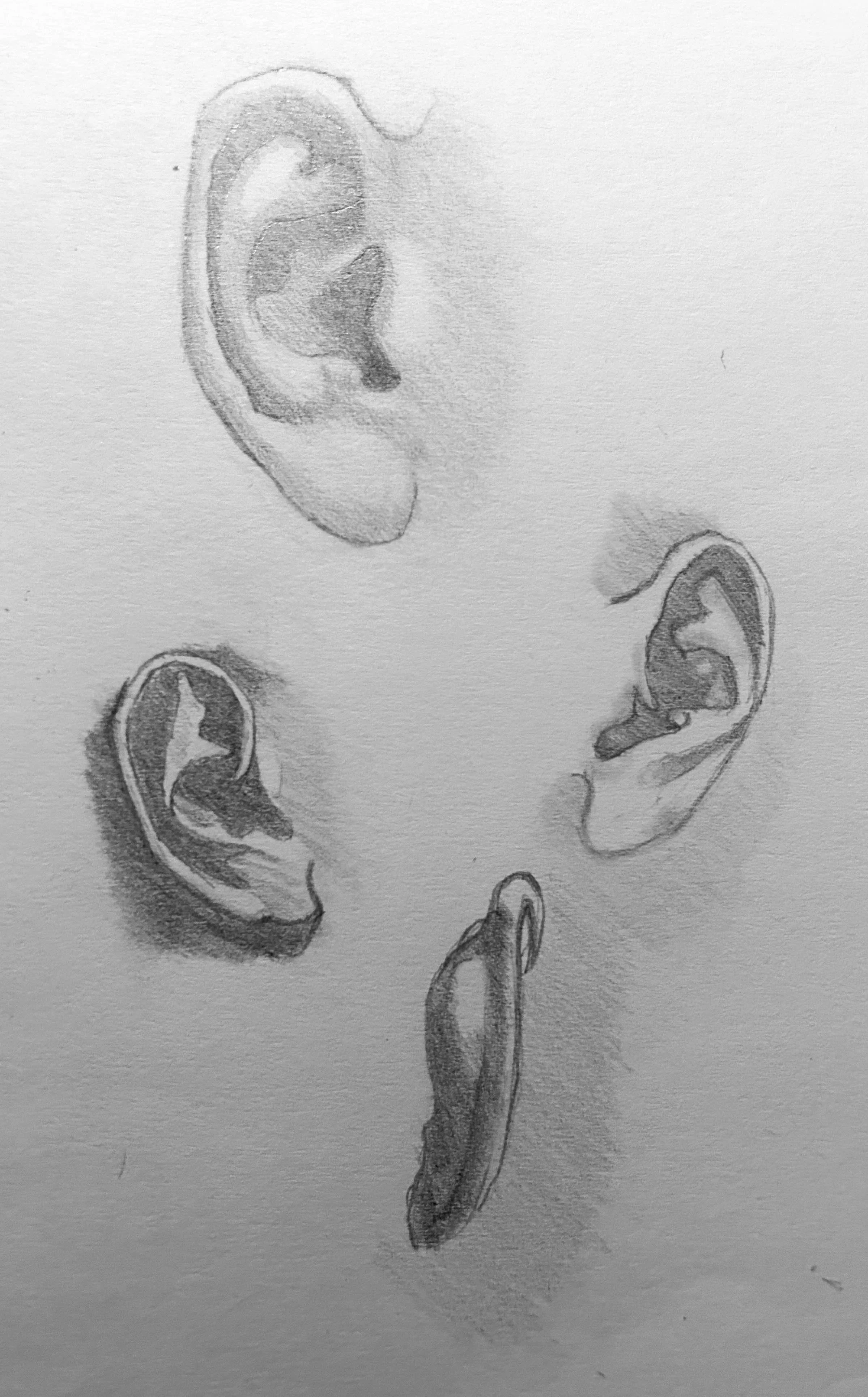 Replica Study of Ear from Vanderpoel, The Human Figure. Graphite on Paper. Jo Feldman, 2024
