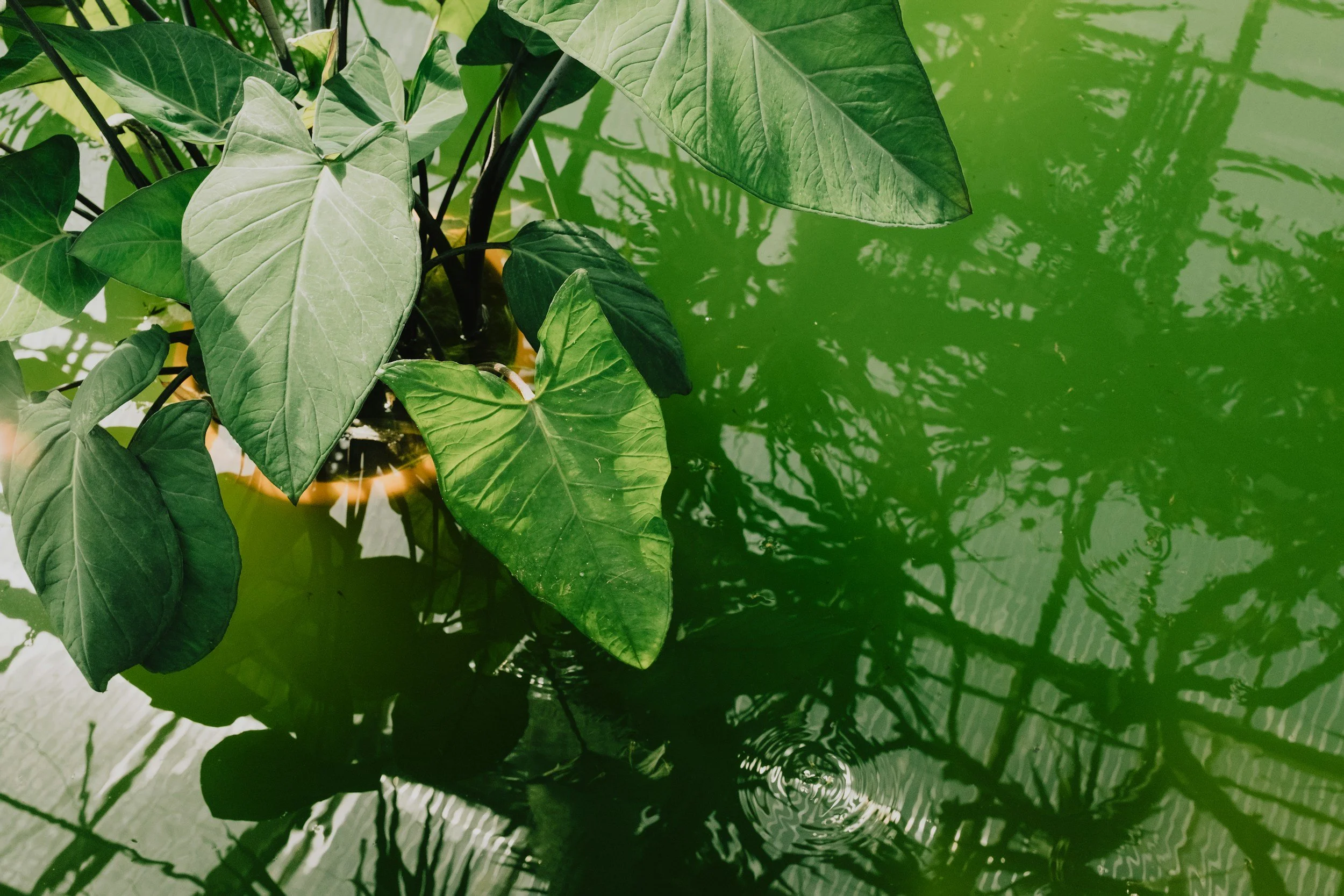 Green leafy plant with large heart-shaped leaves reflected in a body of water.