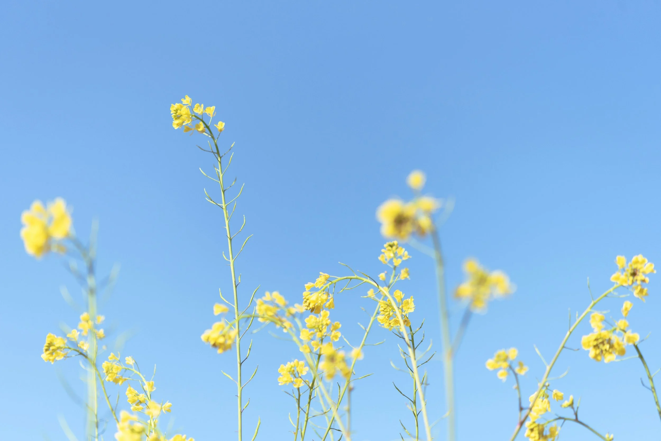 Yellow flowers against a clear blue sky.
